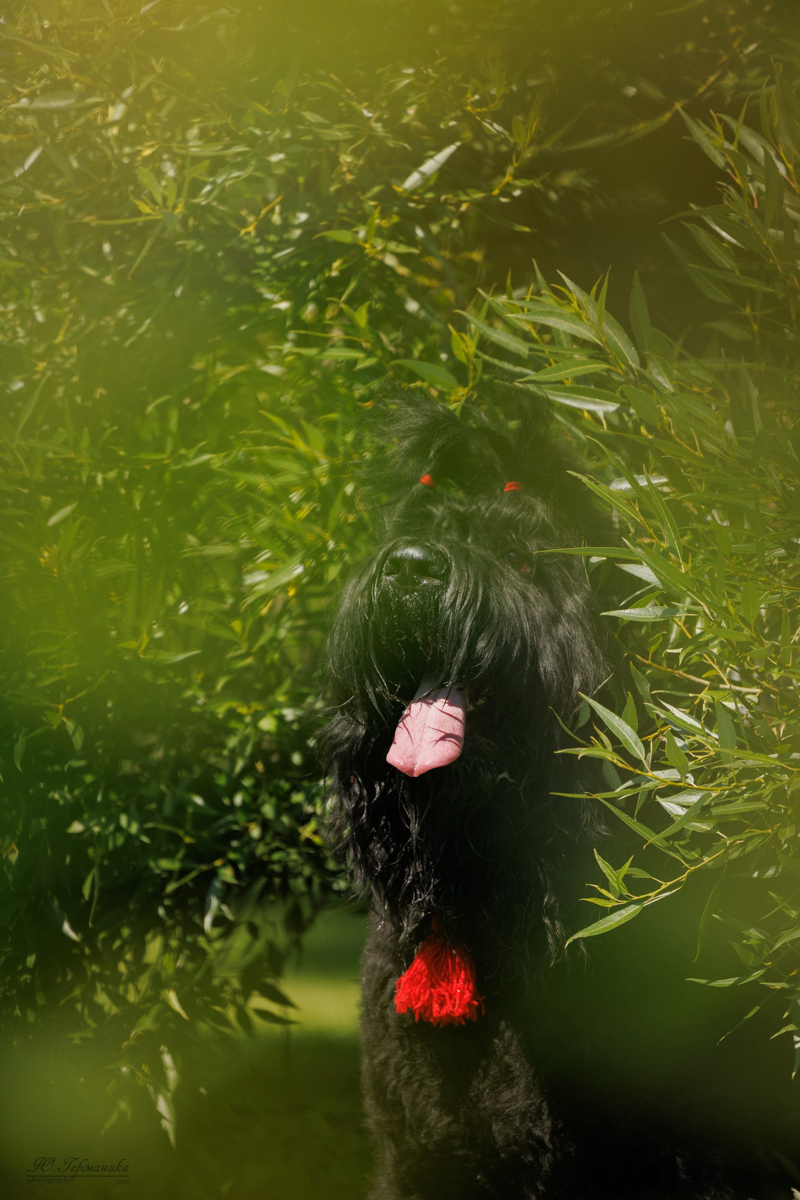 Фотосет Бригада УХ)). Фотограф-анималист Юлия Германика