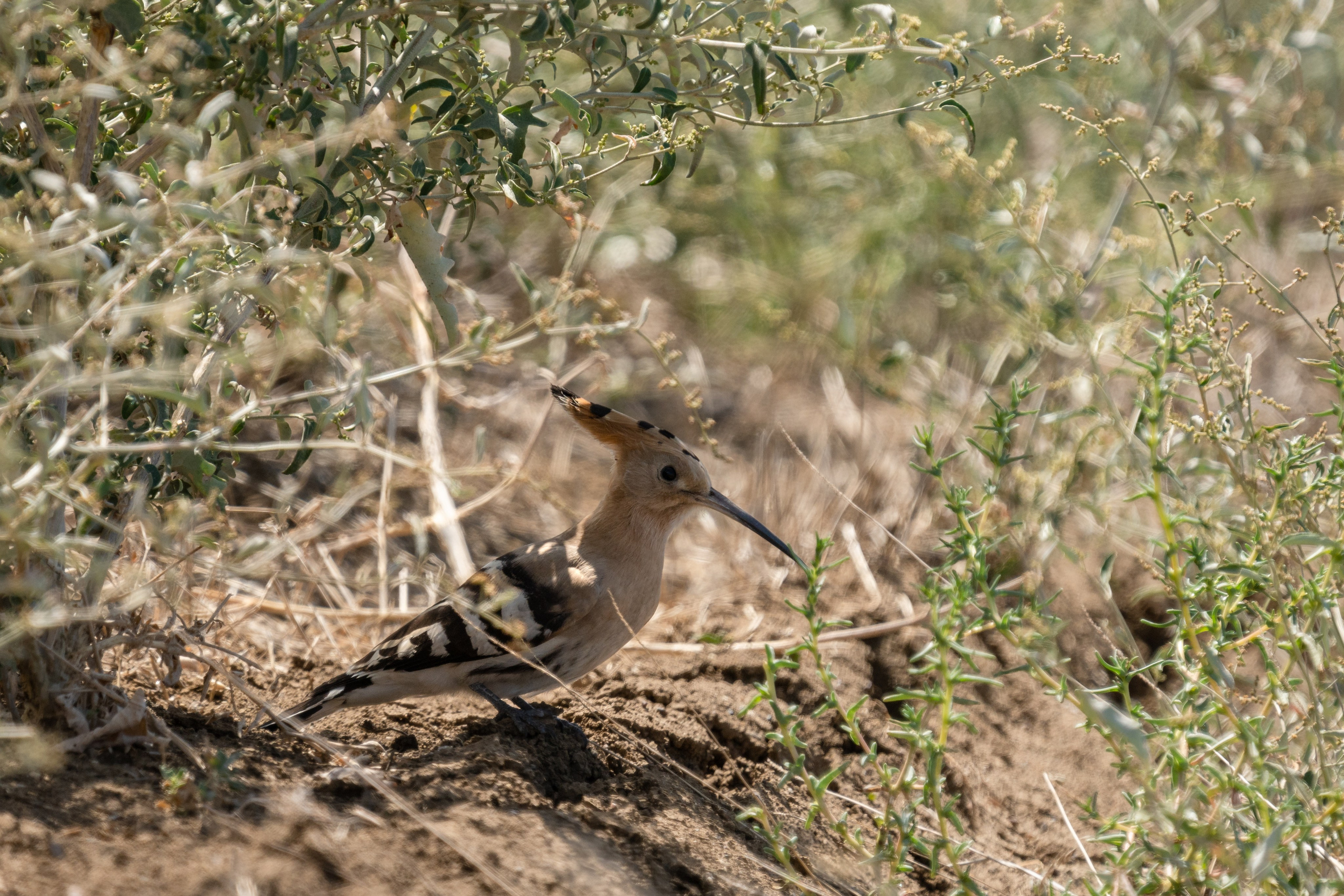 Фотосъемка животных и птиц. Интерьерный и архитектурный фотограф в Москве Панова Ольга