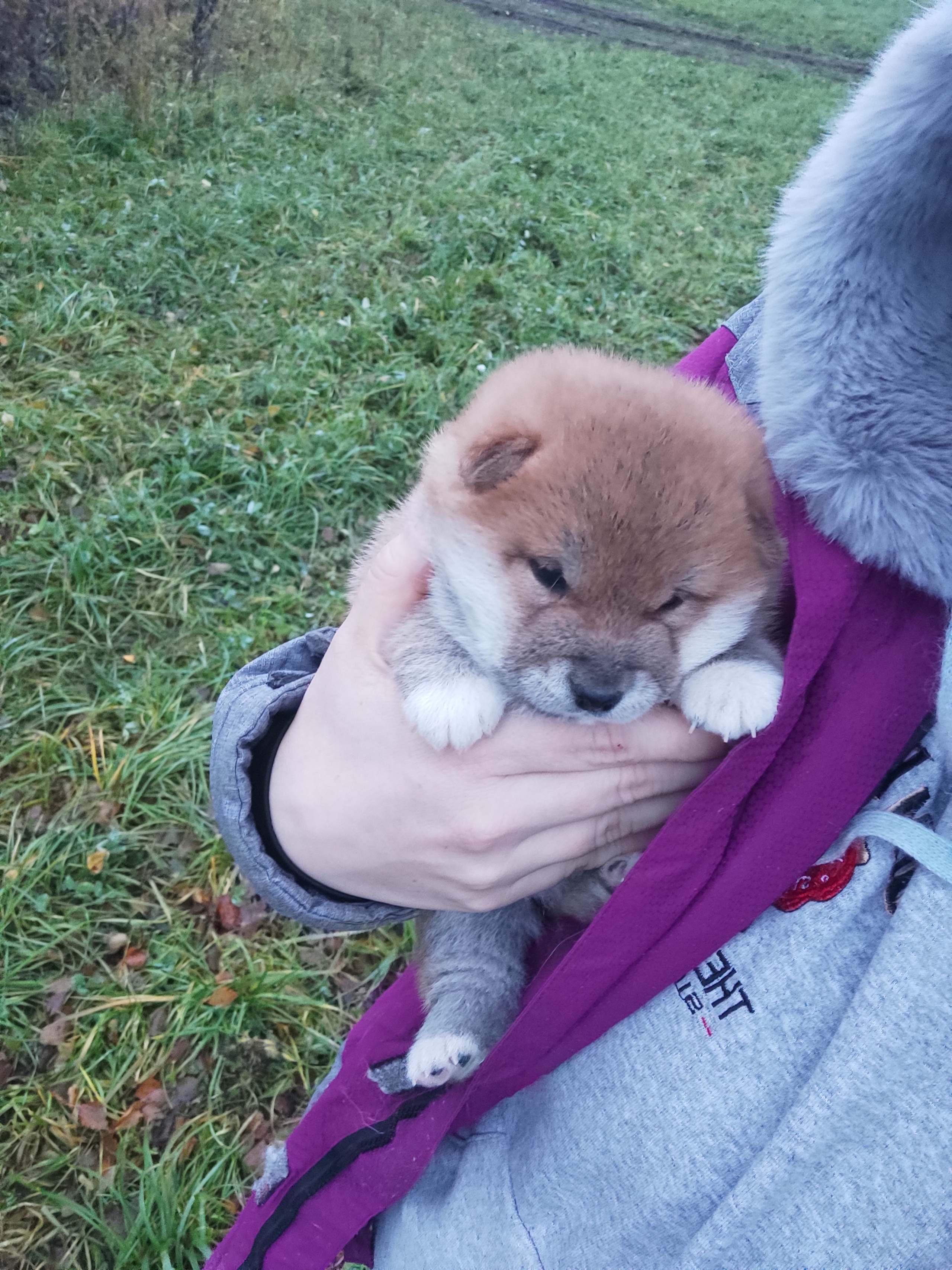 сиба питомник Рубилайт щенки на продажу rubylight  сиба щенки купить СПб Санкт-Петербург 