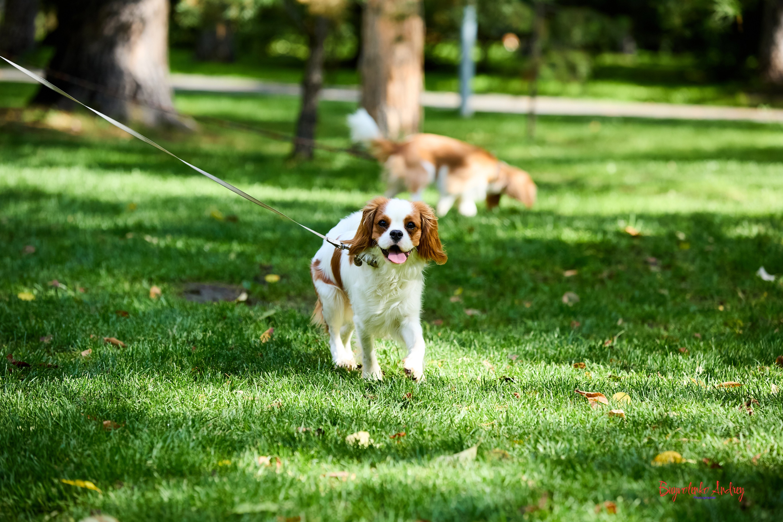 Фотопрогулка с кавалерами. Buyvolenko Andrey