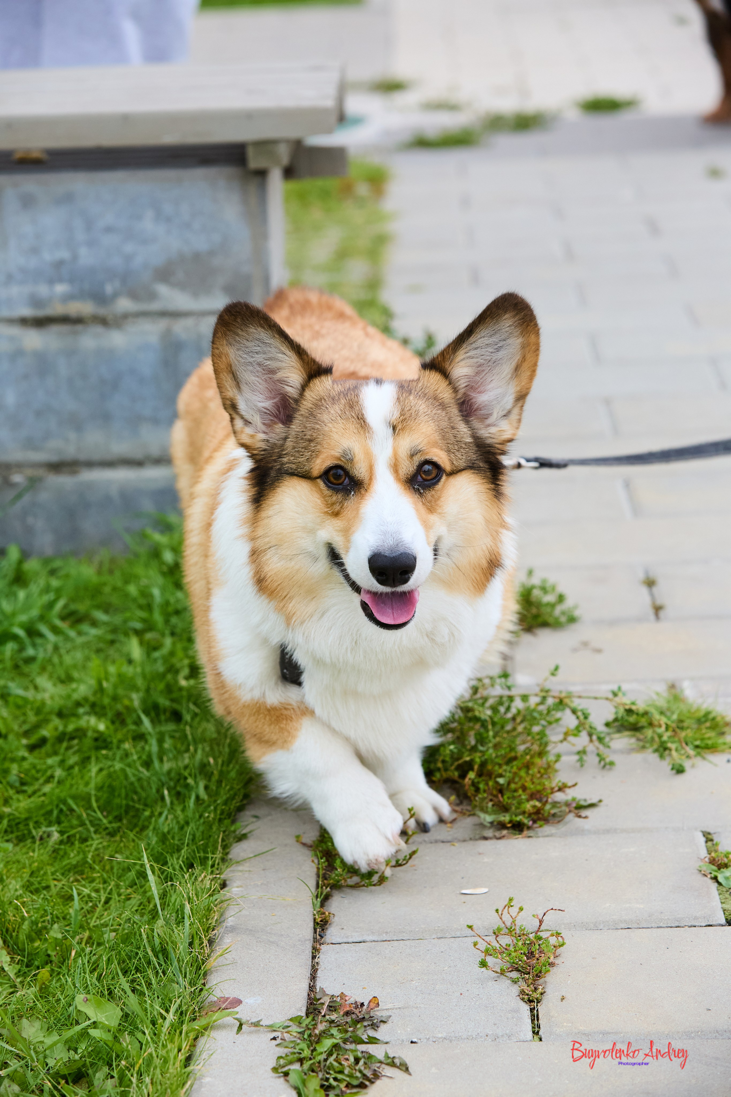 Проект фотопрогулка с хвостиком. Buyvolenko Andrey