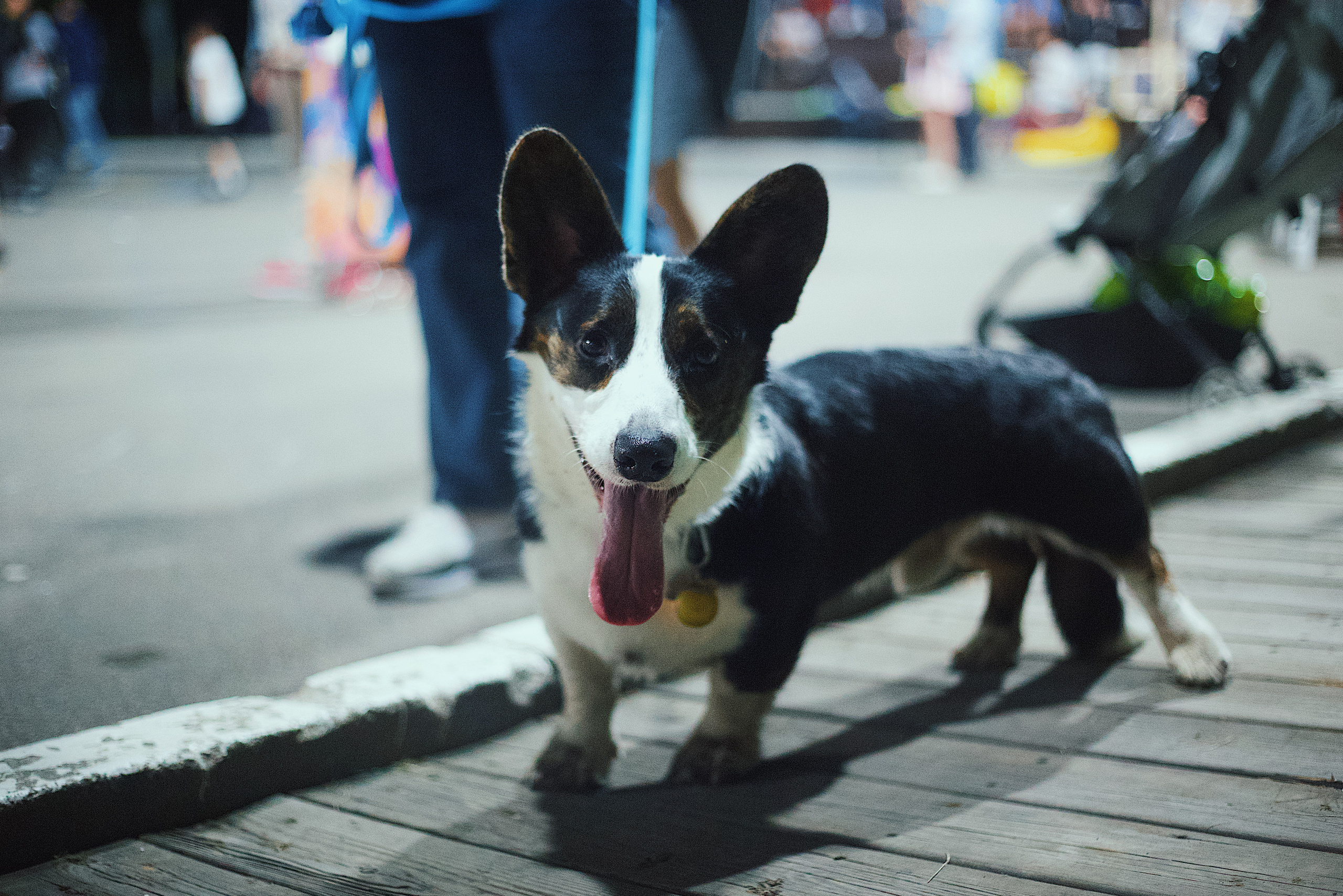 Ночь в парке. Виктория Еремина — фотограф и видеограф в Москве