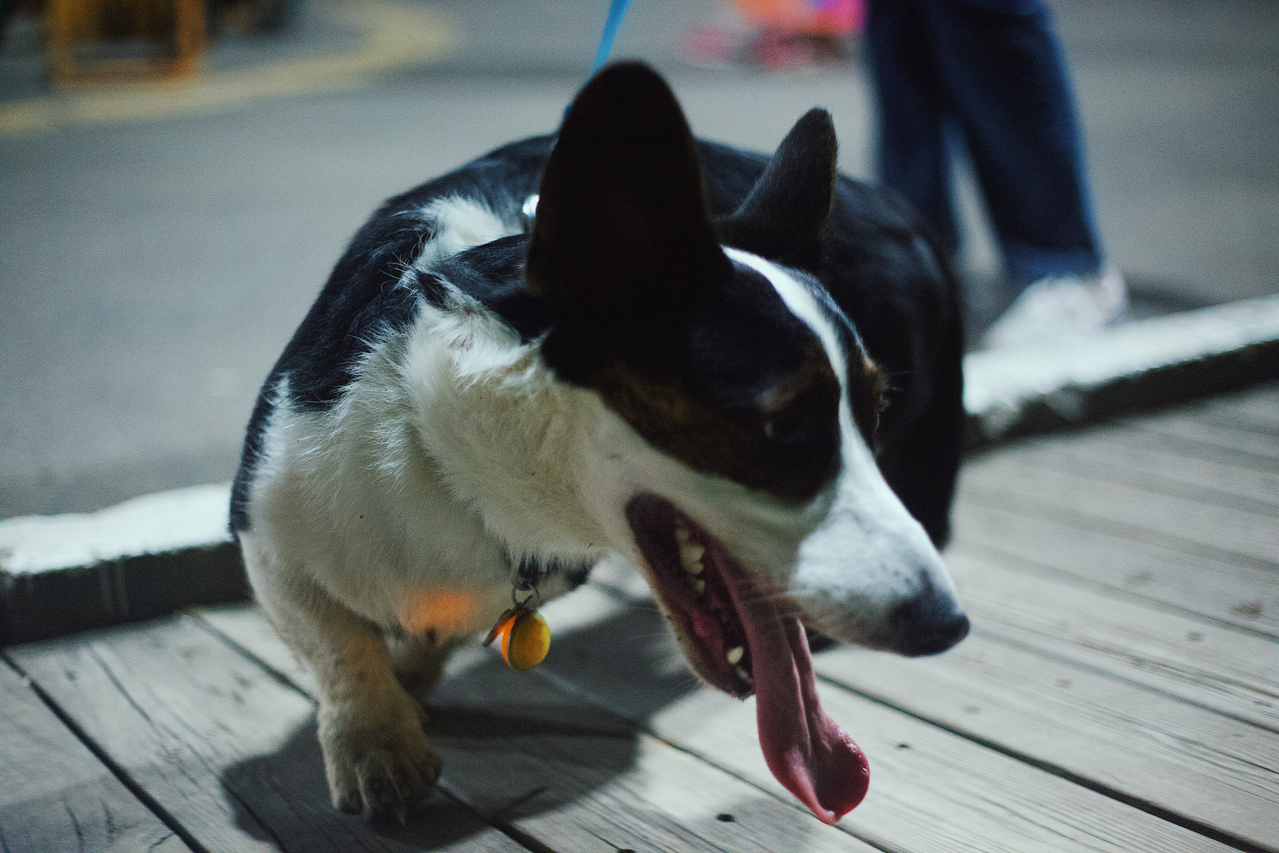 Ночь в парке. Виктория Еремина — фотограф и видеограф в Москве