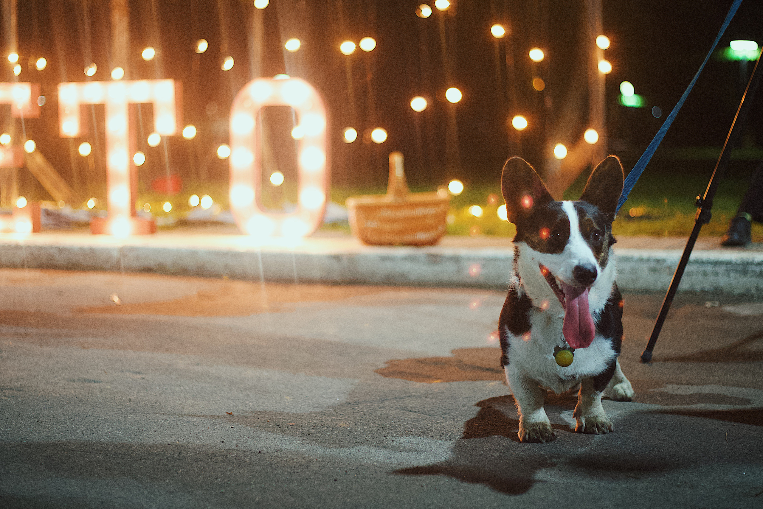 Ночь в парке. Виктория Еремина — фотограф и видеограф в Москве