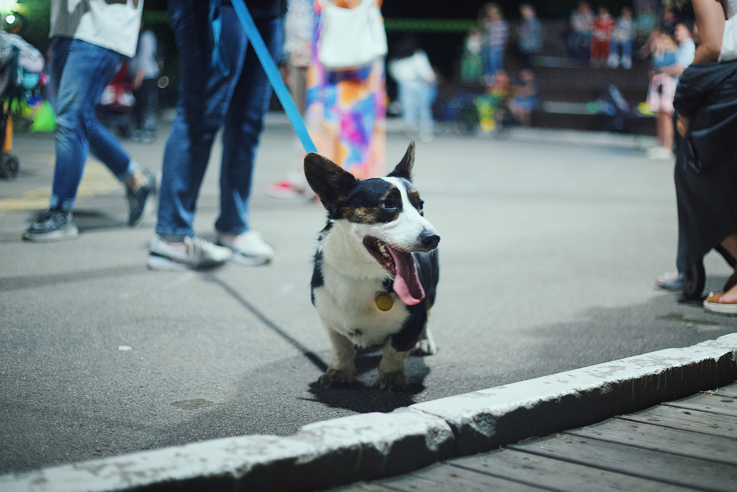 Ночь в парке. Виктория Еремина — фотограф и видеограф в Москве