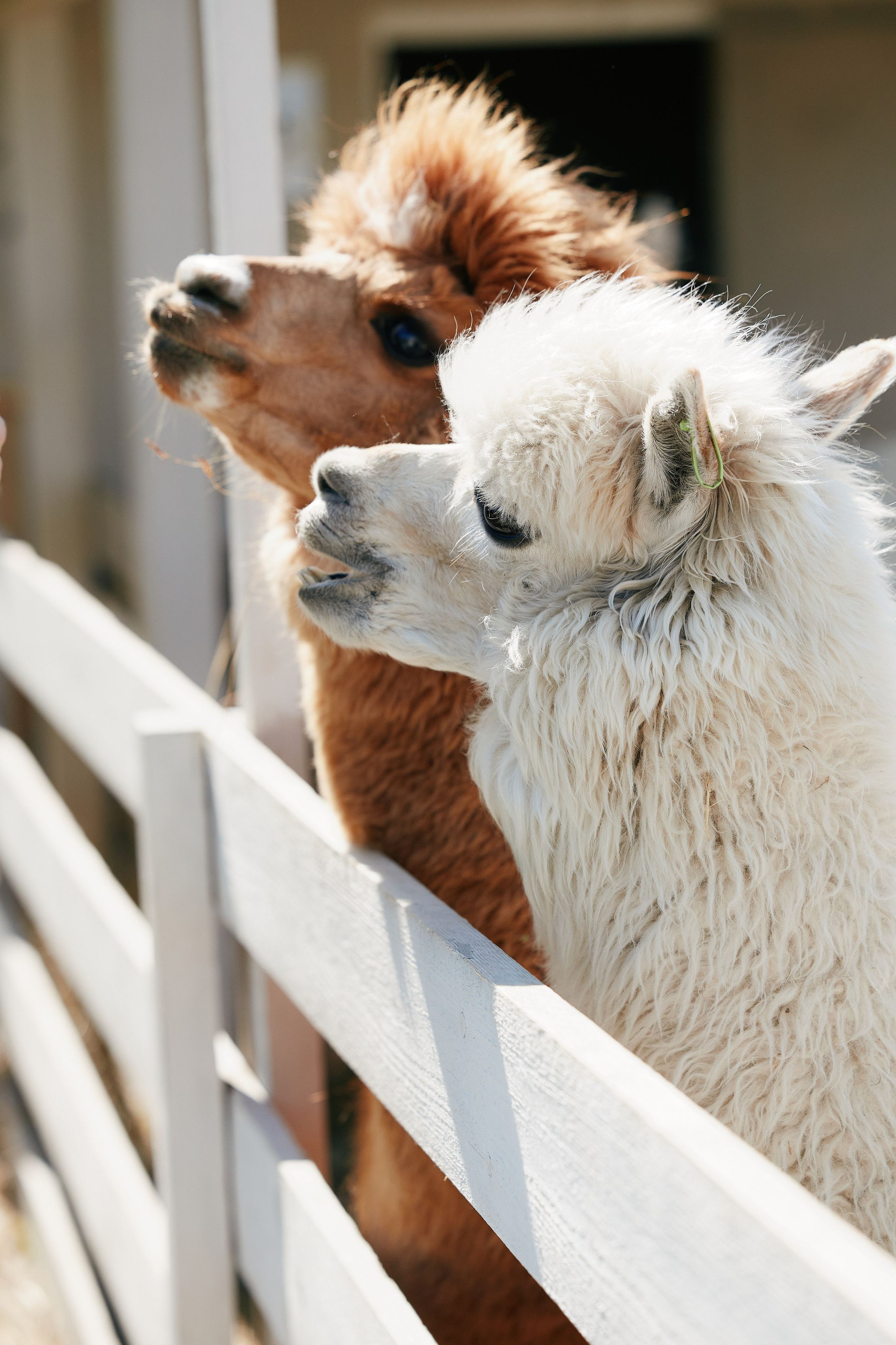 PRIVATE Weekend на Ферме Альпак 19.04. Свадебный репортажный фотограф краснодар максим дремов дрёмов фотосессия студия цена