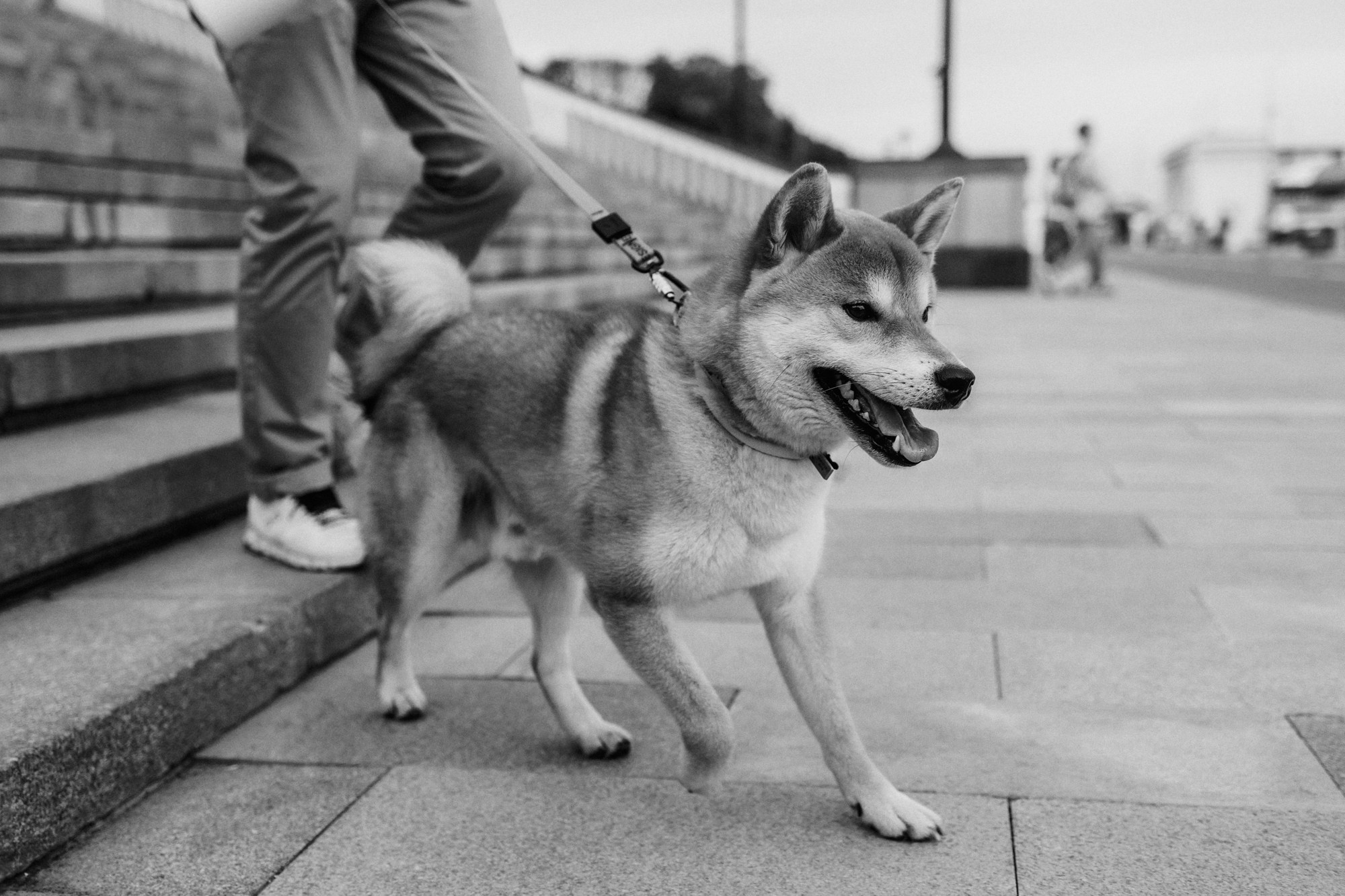 Аня, Влад и Ики. Фотограф-анималист Елена Радченко, Москва
