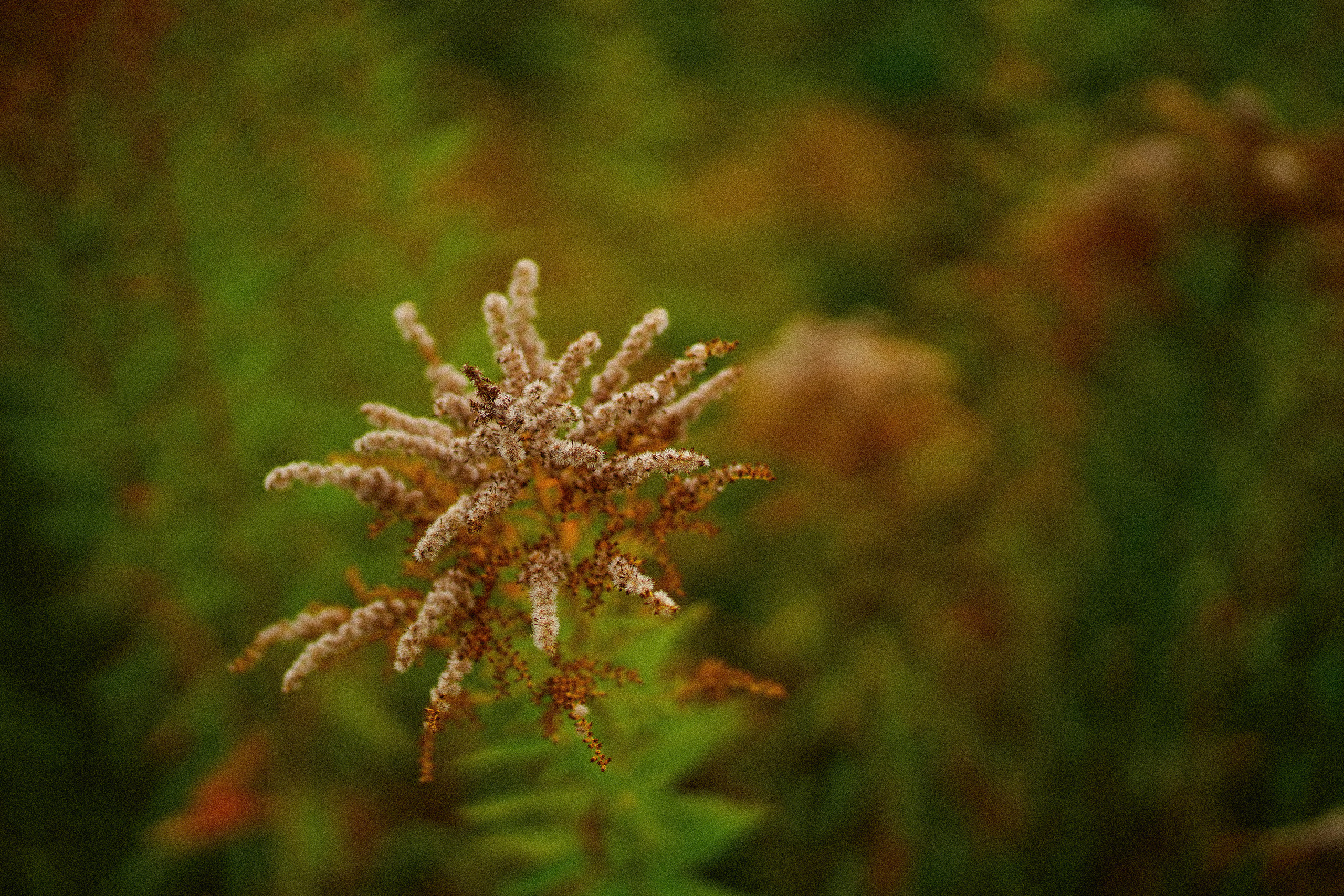 Желтые точки ромашек. Искренний фотограф