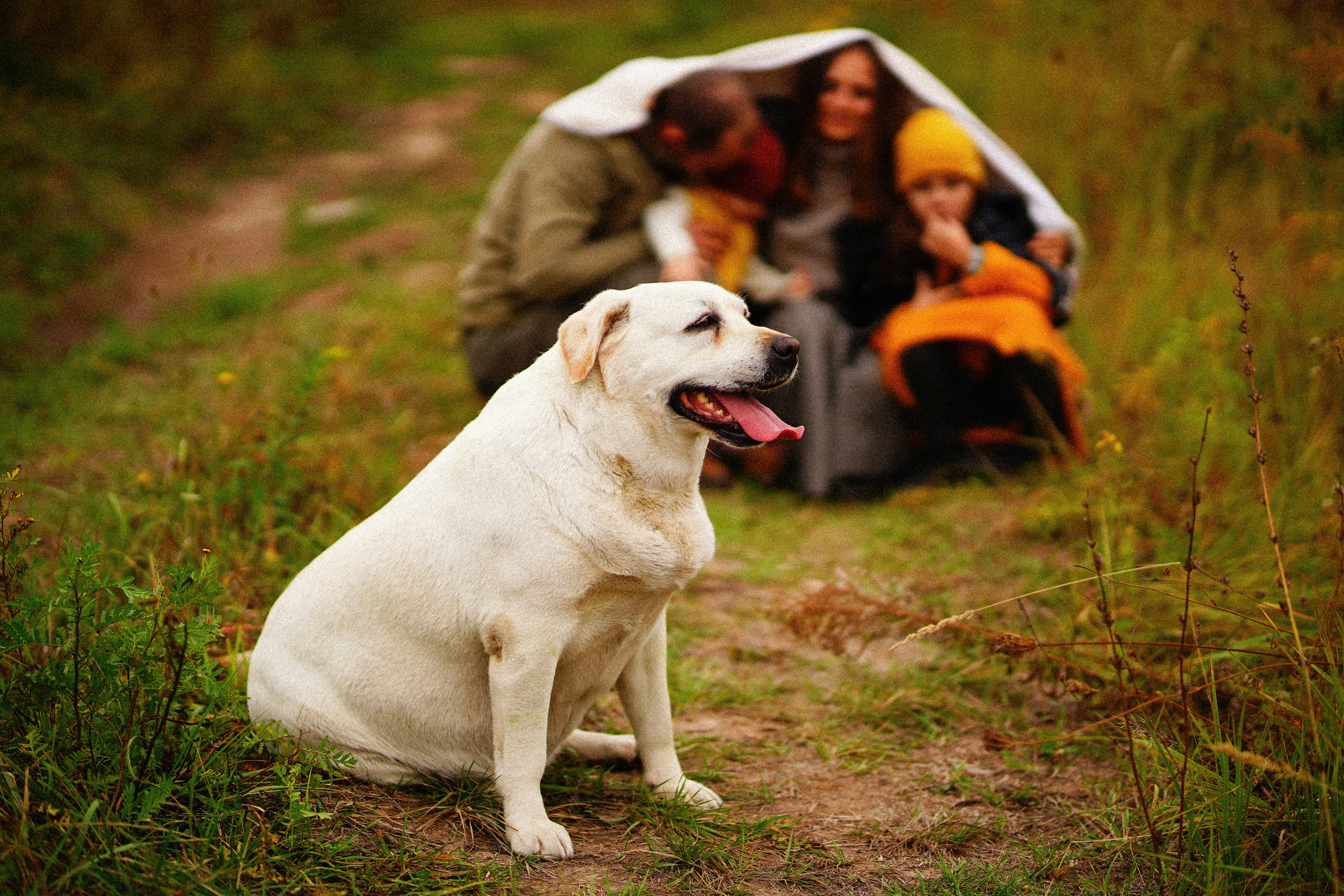 Ж е л т ы е  точки ромашек. Искренний фотограф