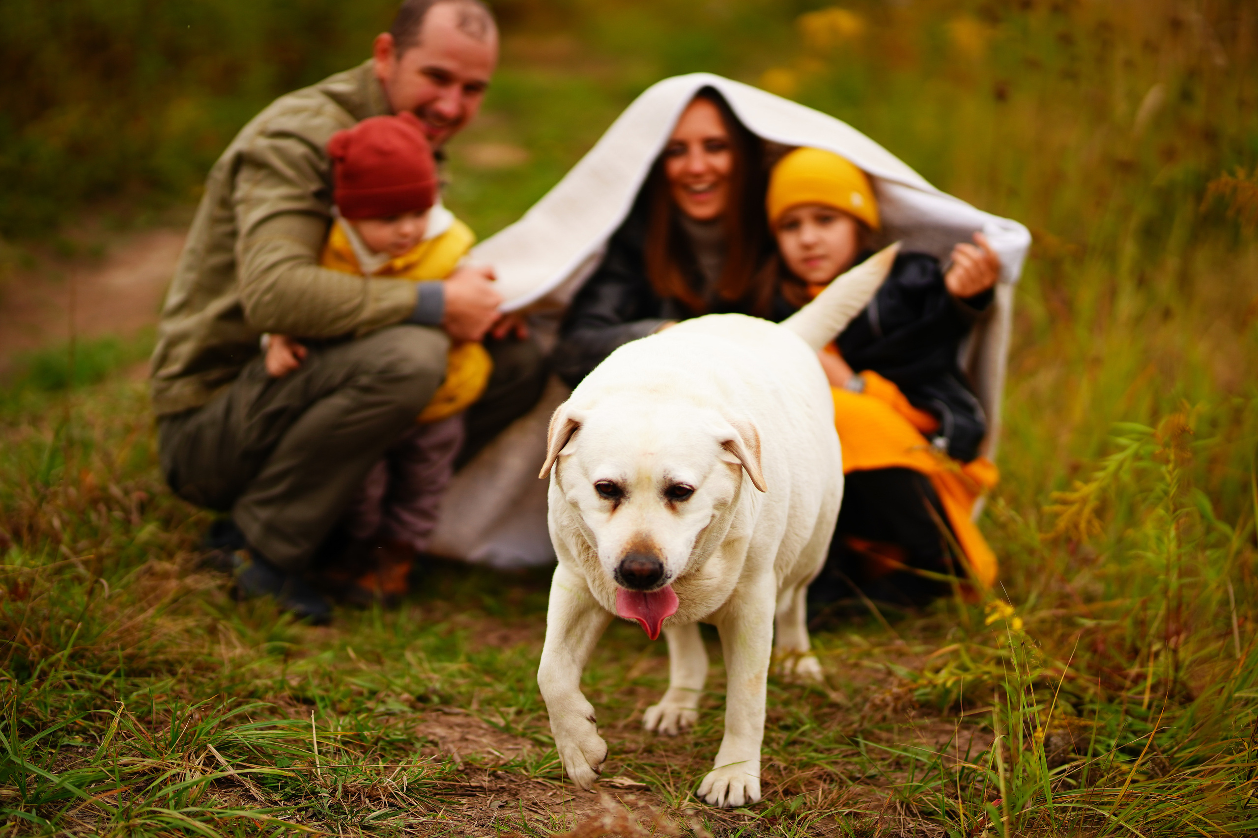 Ж е л т ы е  точки ромашек. Искренний фотограф