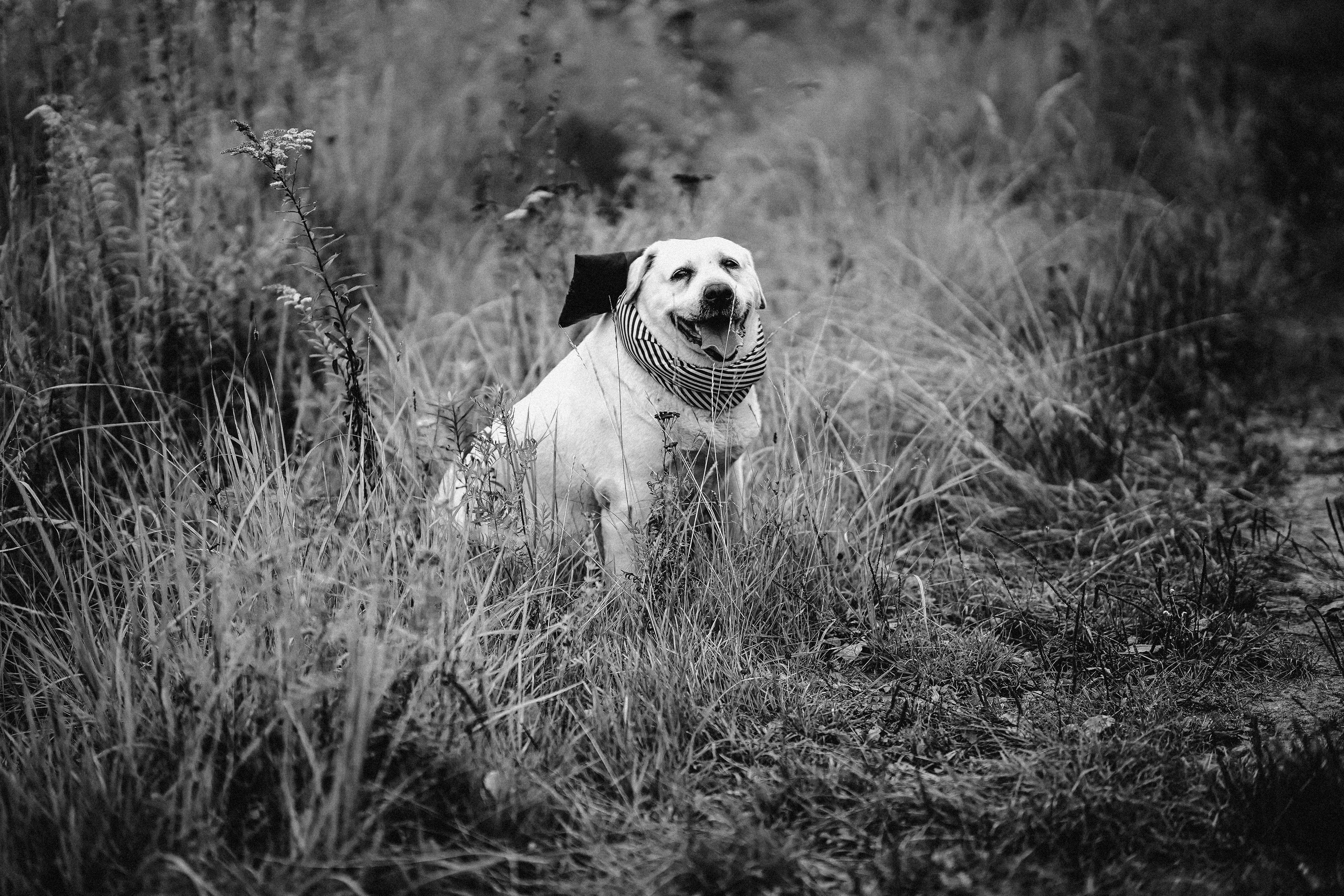 Ж е л т ы е  точки ромашек. Искренний фотограф