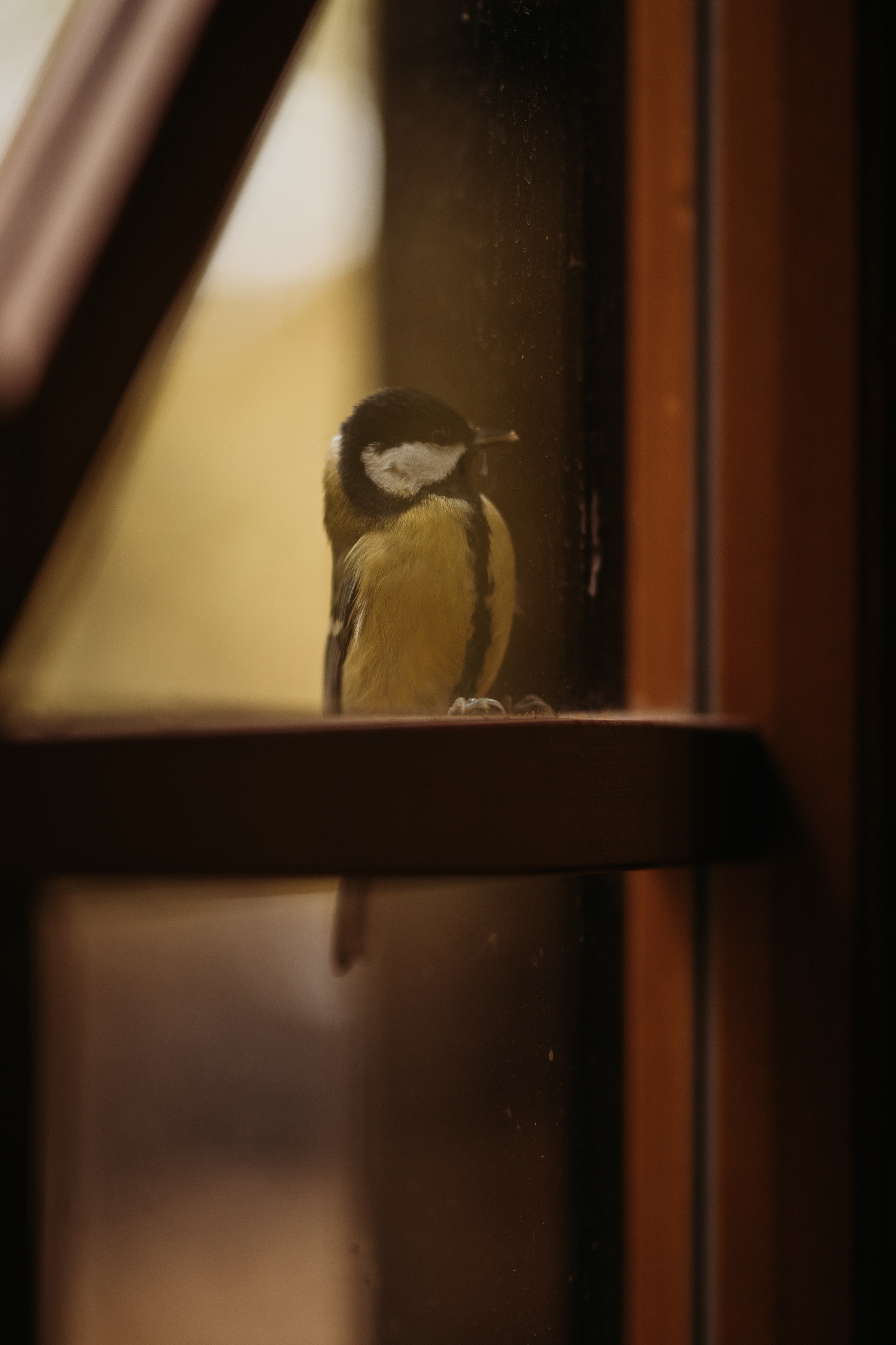 Осеннее дыхание. Искренний фотограф