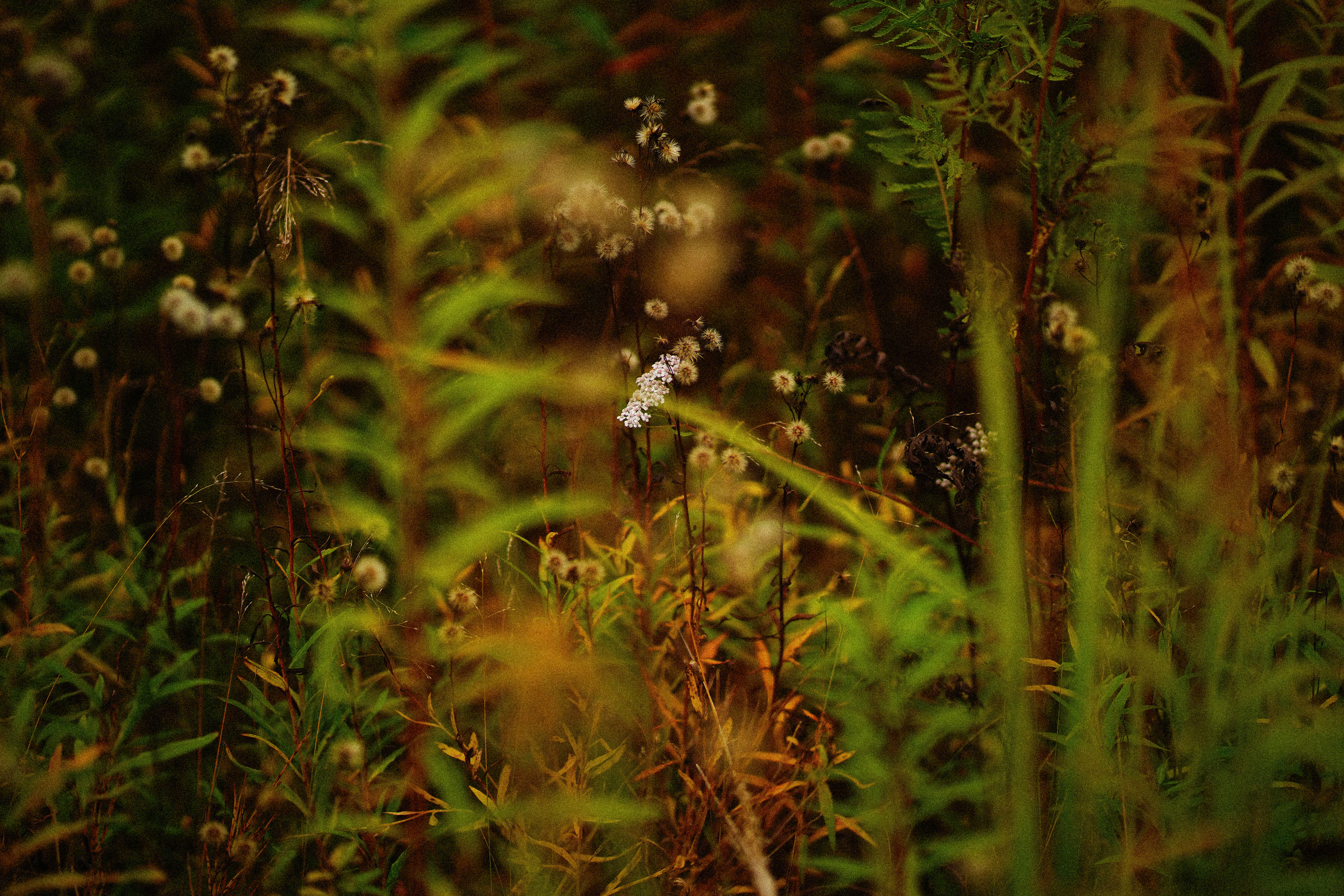 Ж е л т ы е  точки ромашек. Искренний фотограф