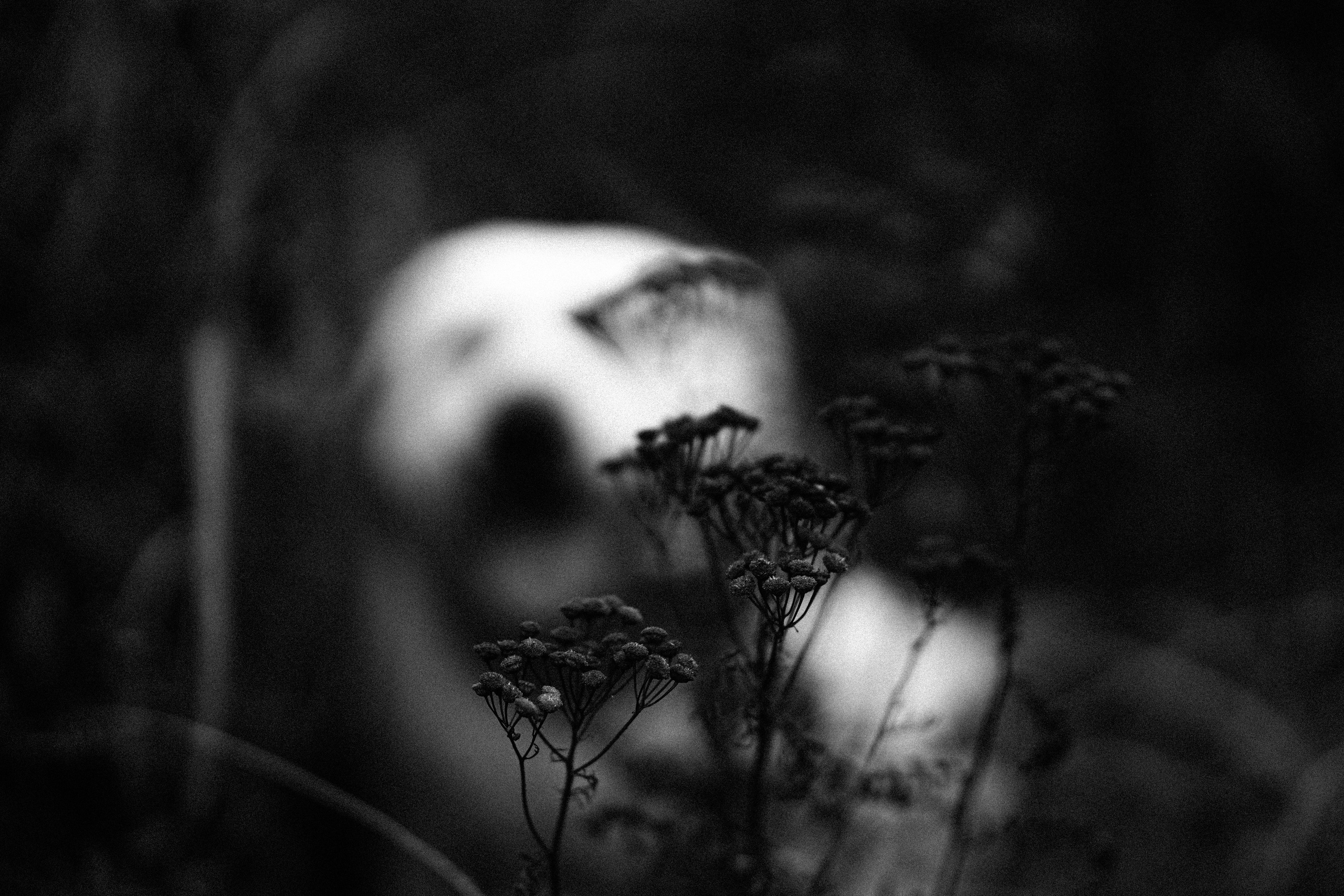 Желтые точки ромашек. Искренний фотограф