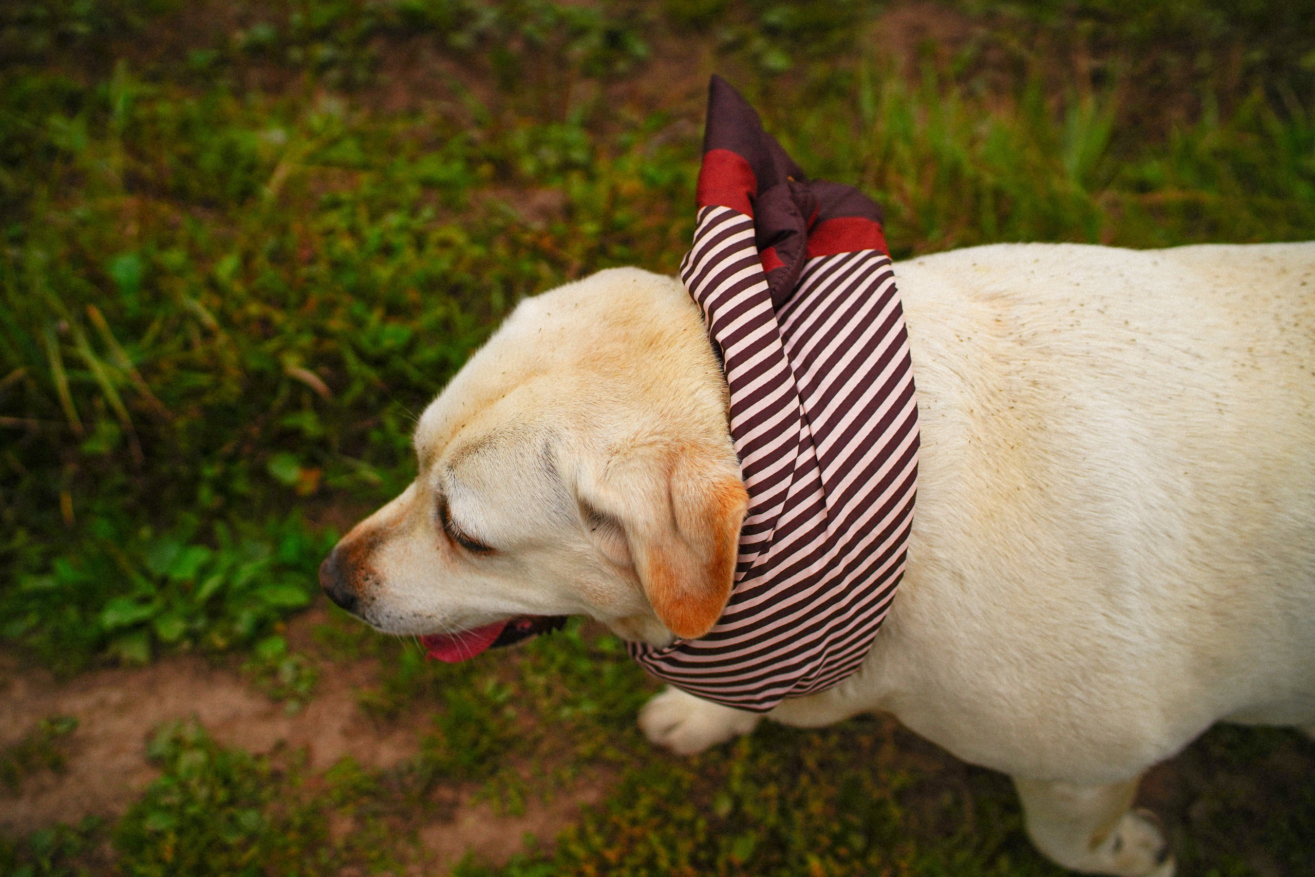 Желтые точки ромашек. Искренний фотограф