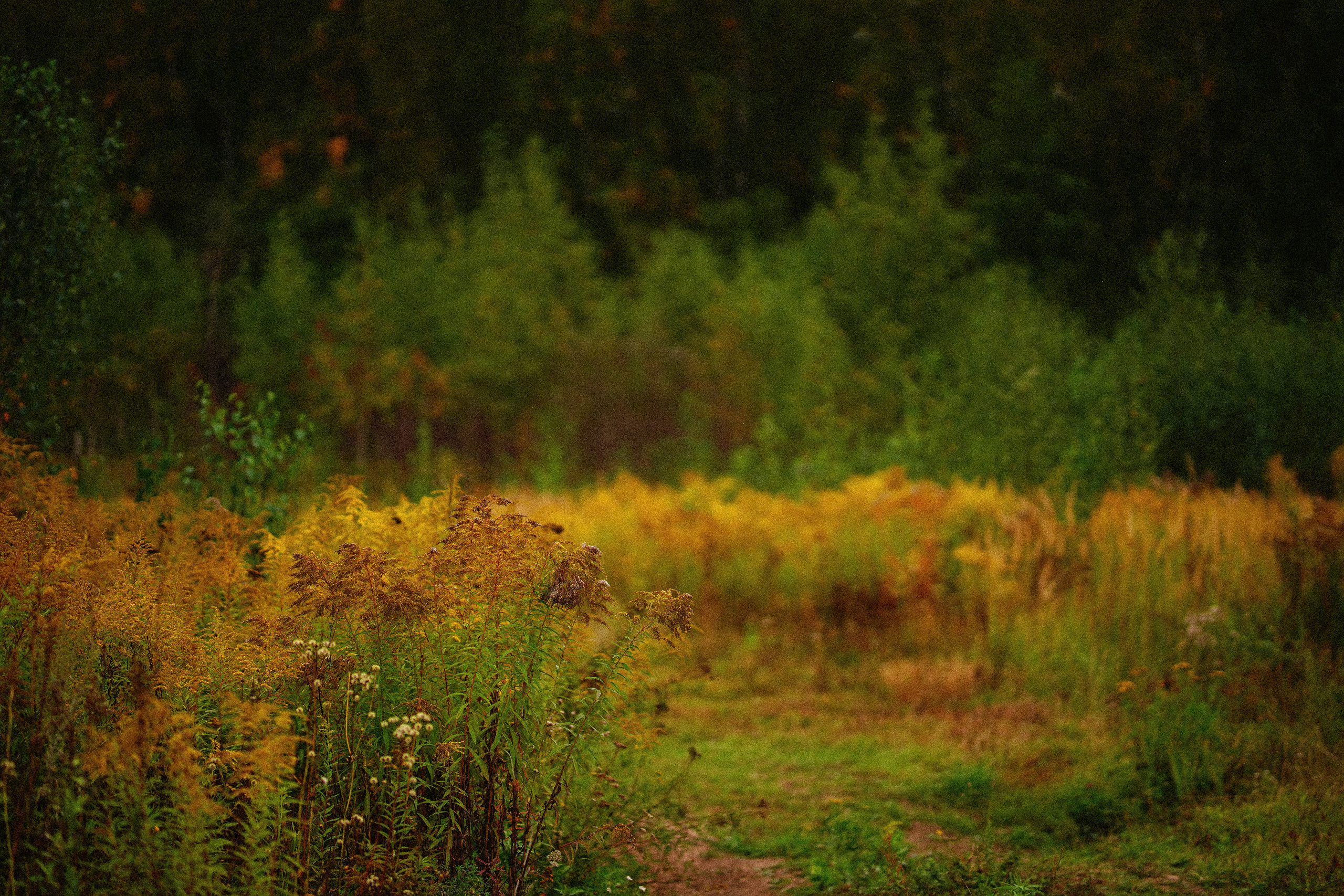 Желтые точки ромашек. Искренний фотограф
