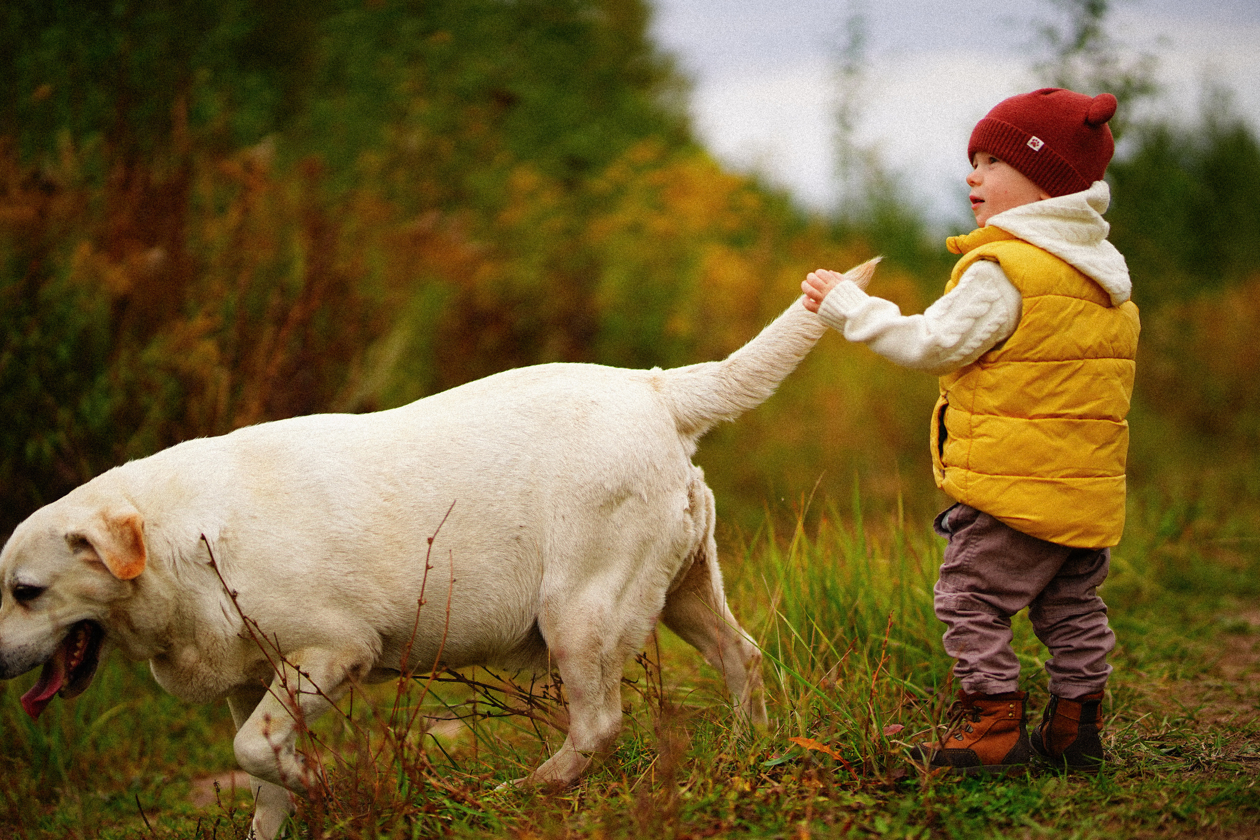 Ж е л т ы е  точки ромашек. Искренний фотограф