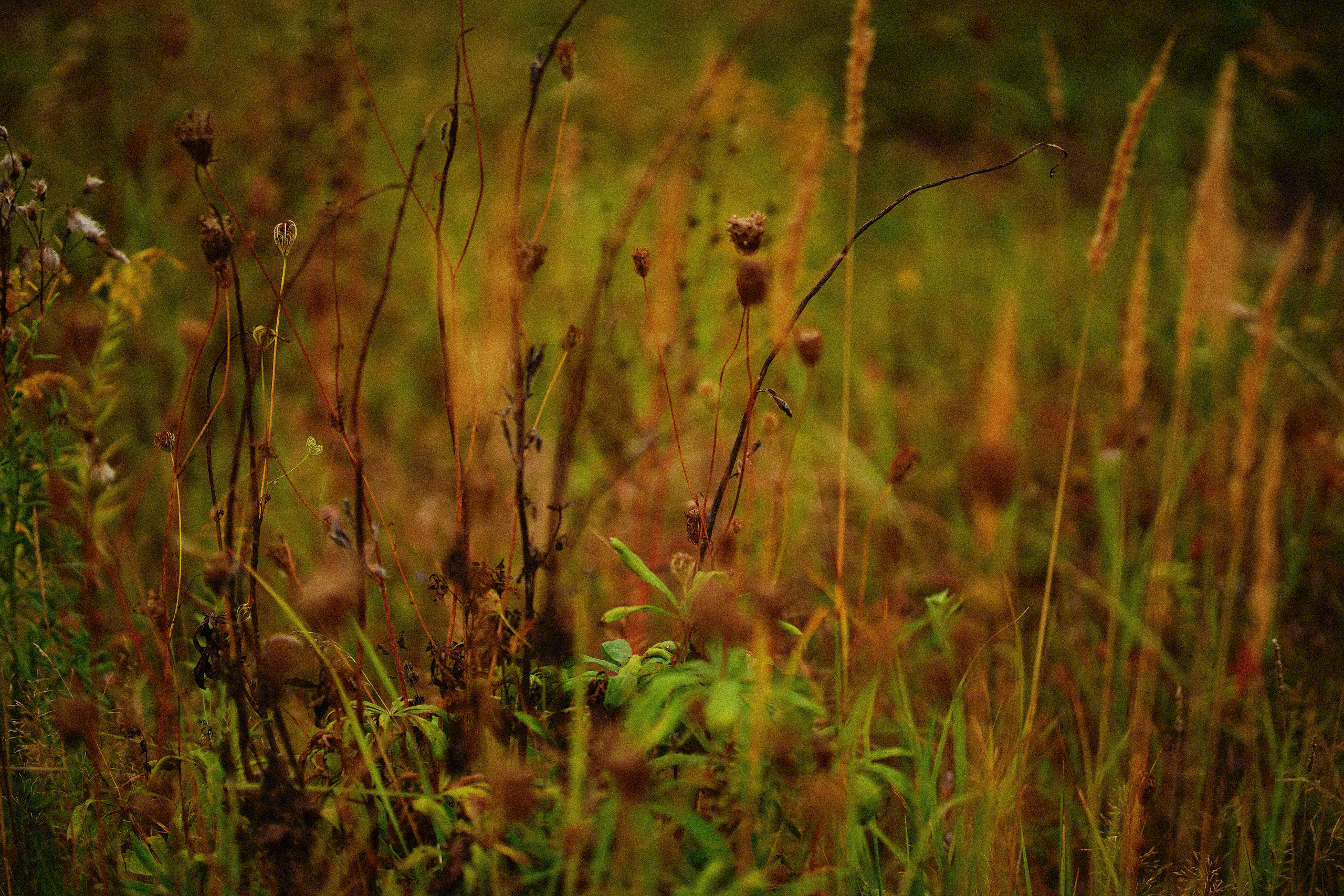 Желтые точки ромашек. Искренний фотограф