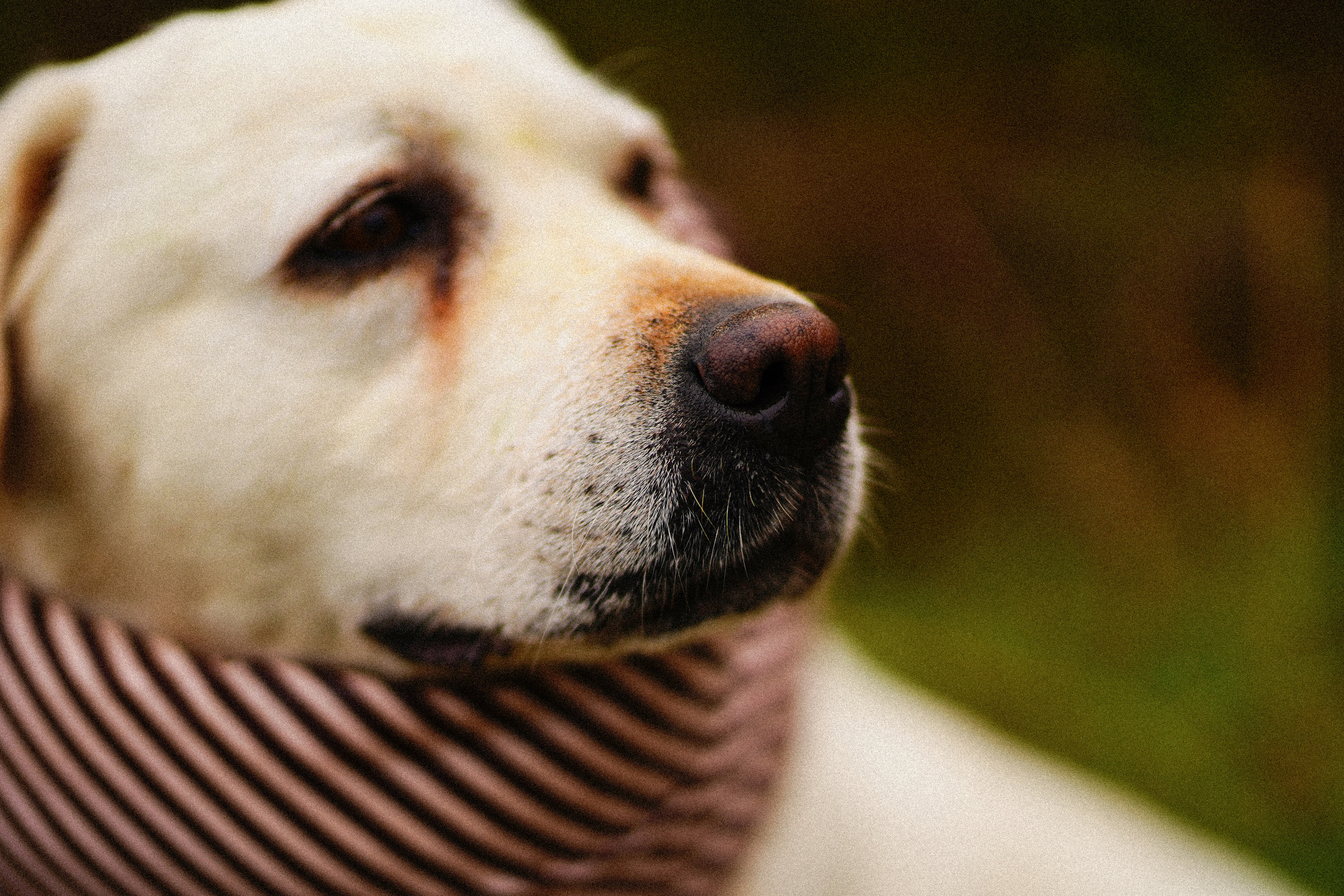 Желтые точки ромашек. Искренний фотограф