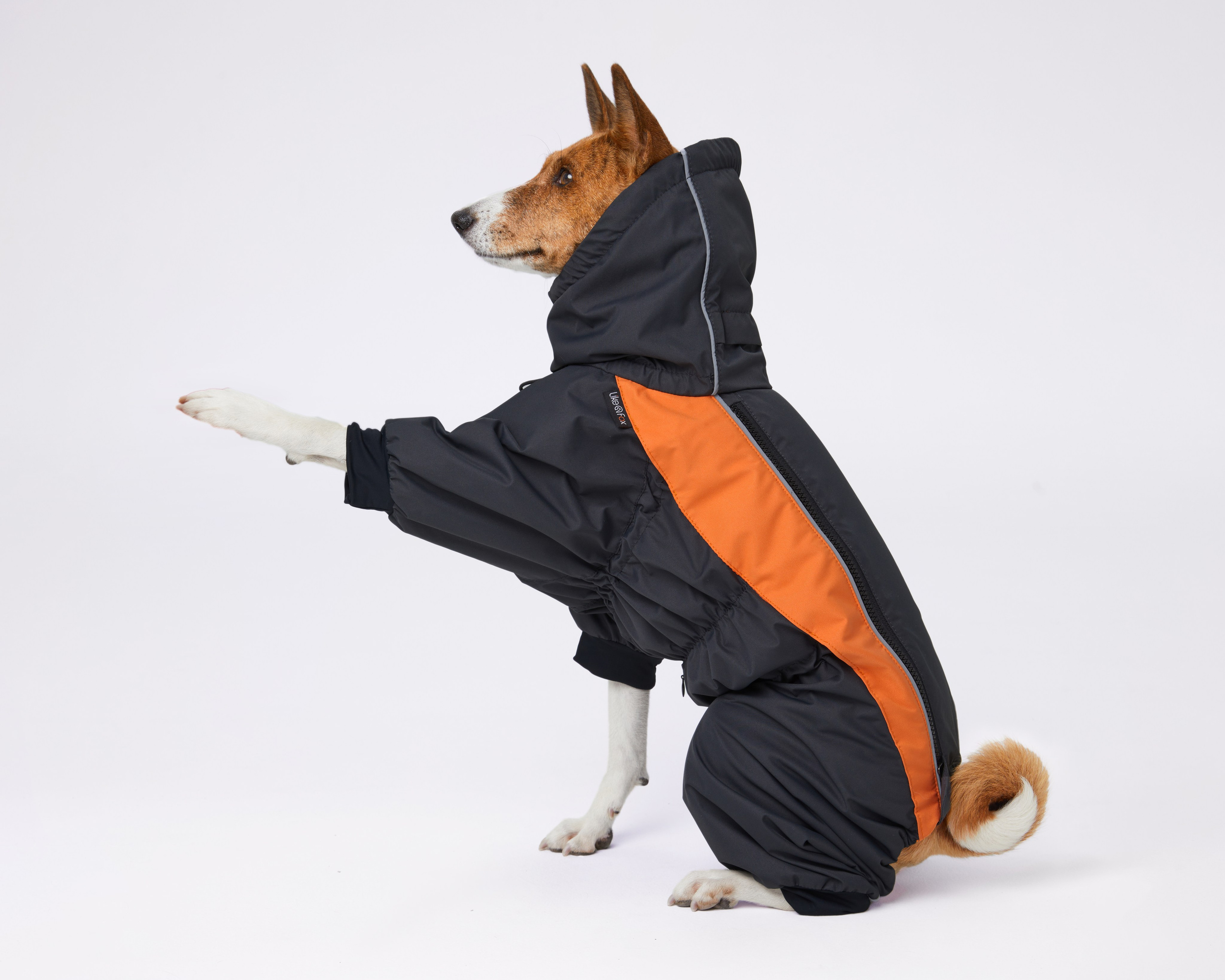Каталоги. Pets Photography / Фотограф Собак