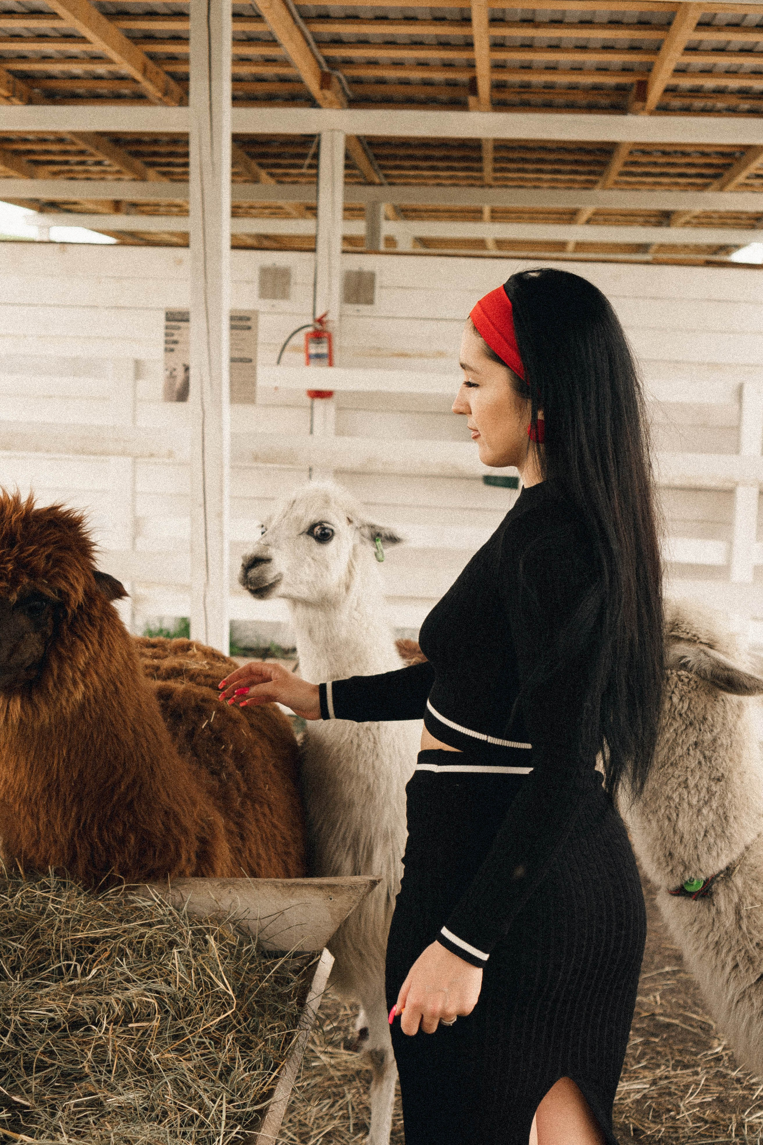 Ферма Альпак. Профессиональный фотограф, Санкт-Петербург — Виктория Богомолова