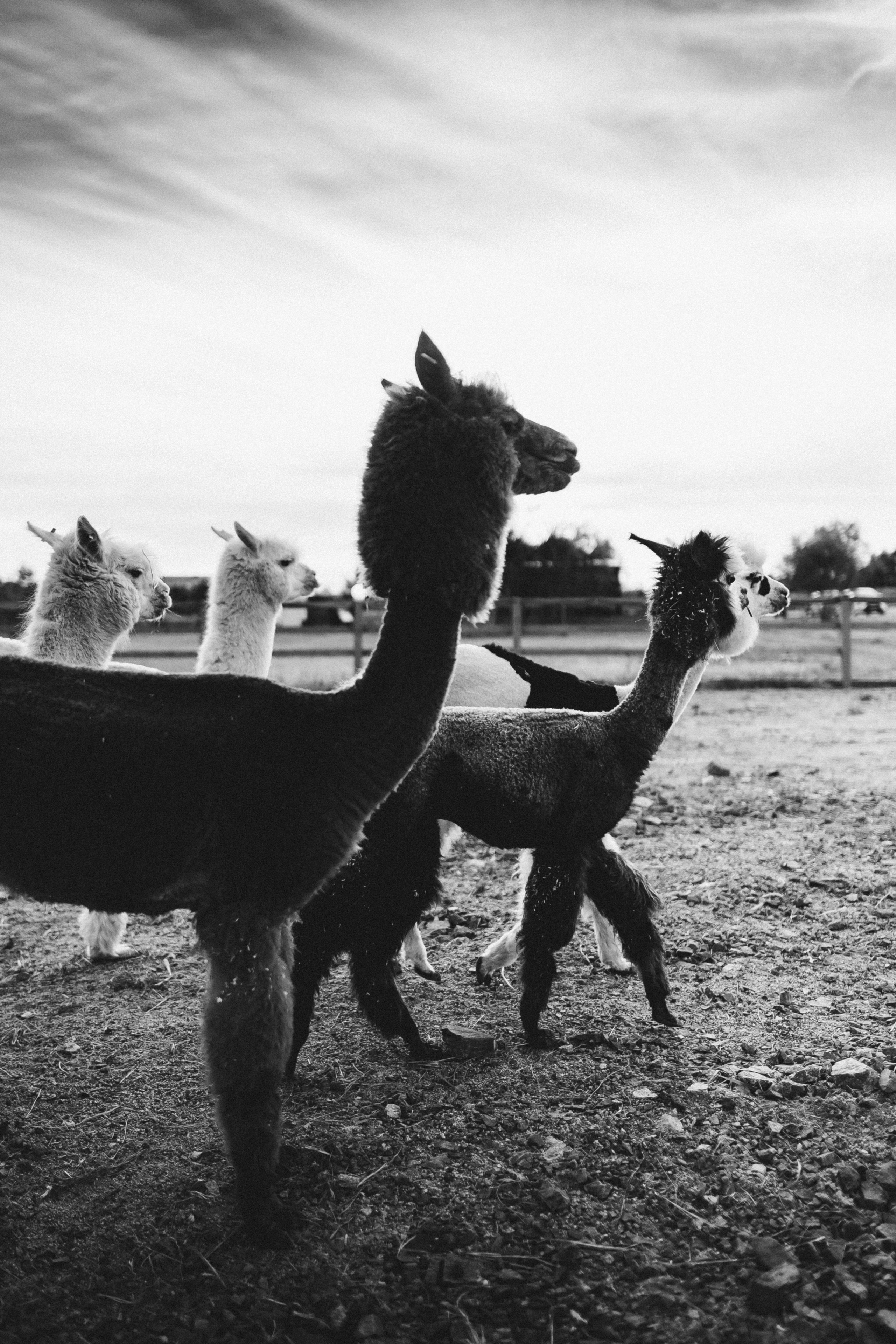 Приморские Альпаки. Портретный фотограф во Владивостоке Александр Сорокин