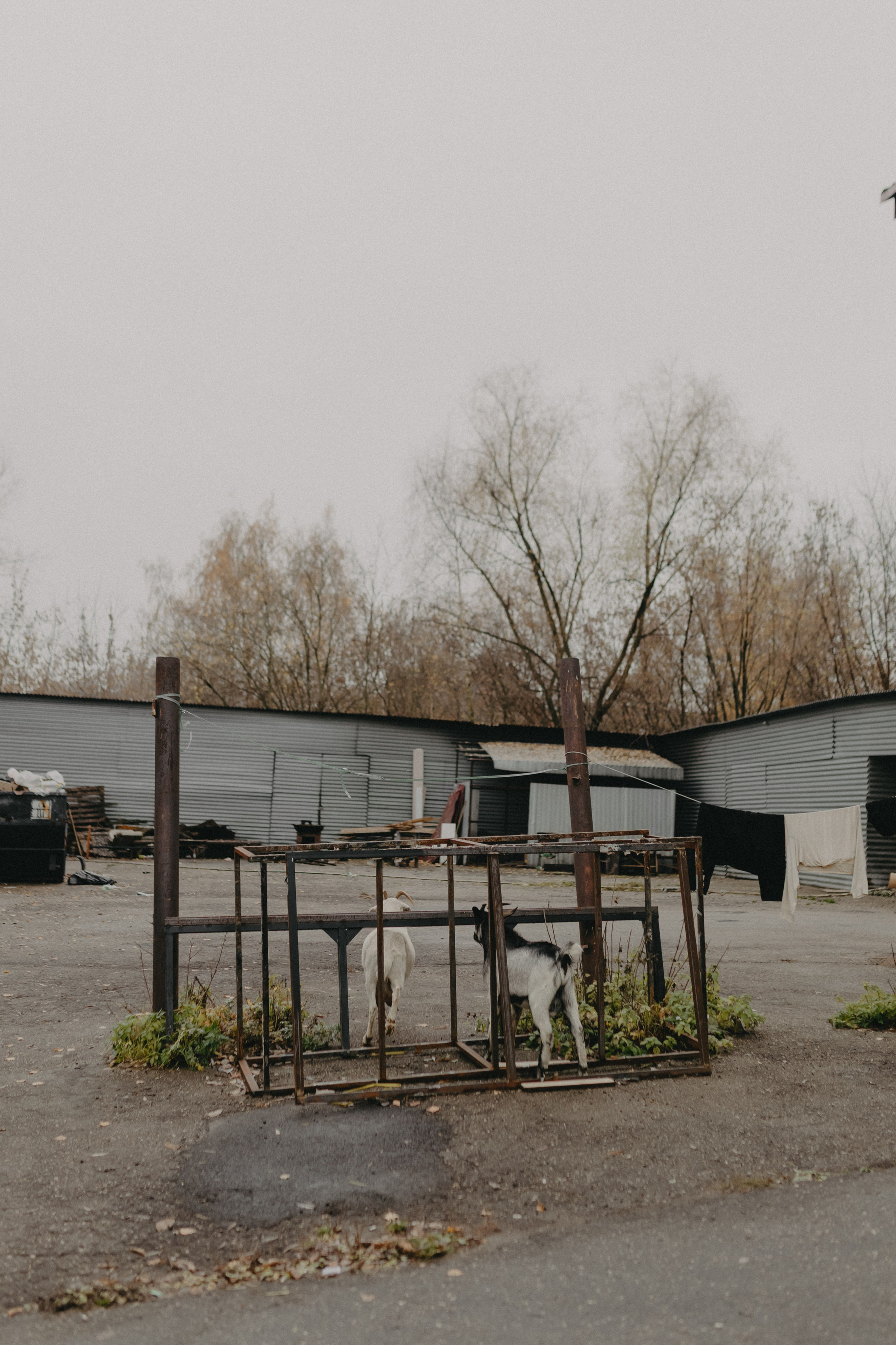 Диана и Антон. Свадебный и семейный фотограф Женя Добрянская в Нижнем Новгороде