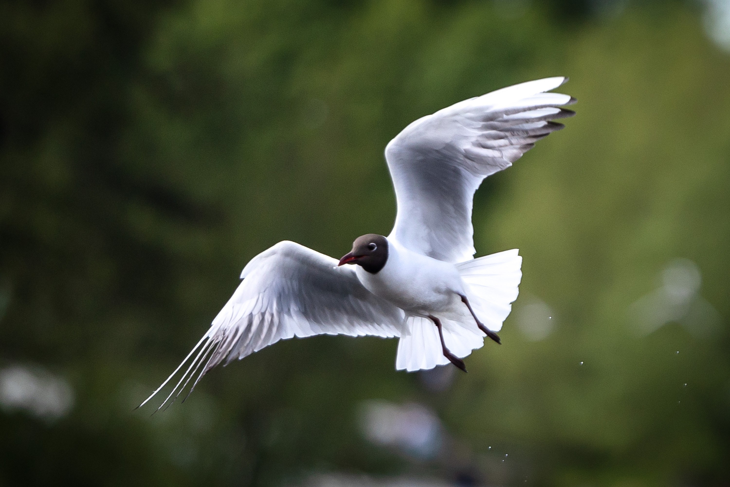 Птицы. Фотограф Владимир Охрименко
