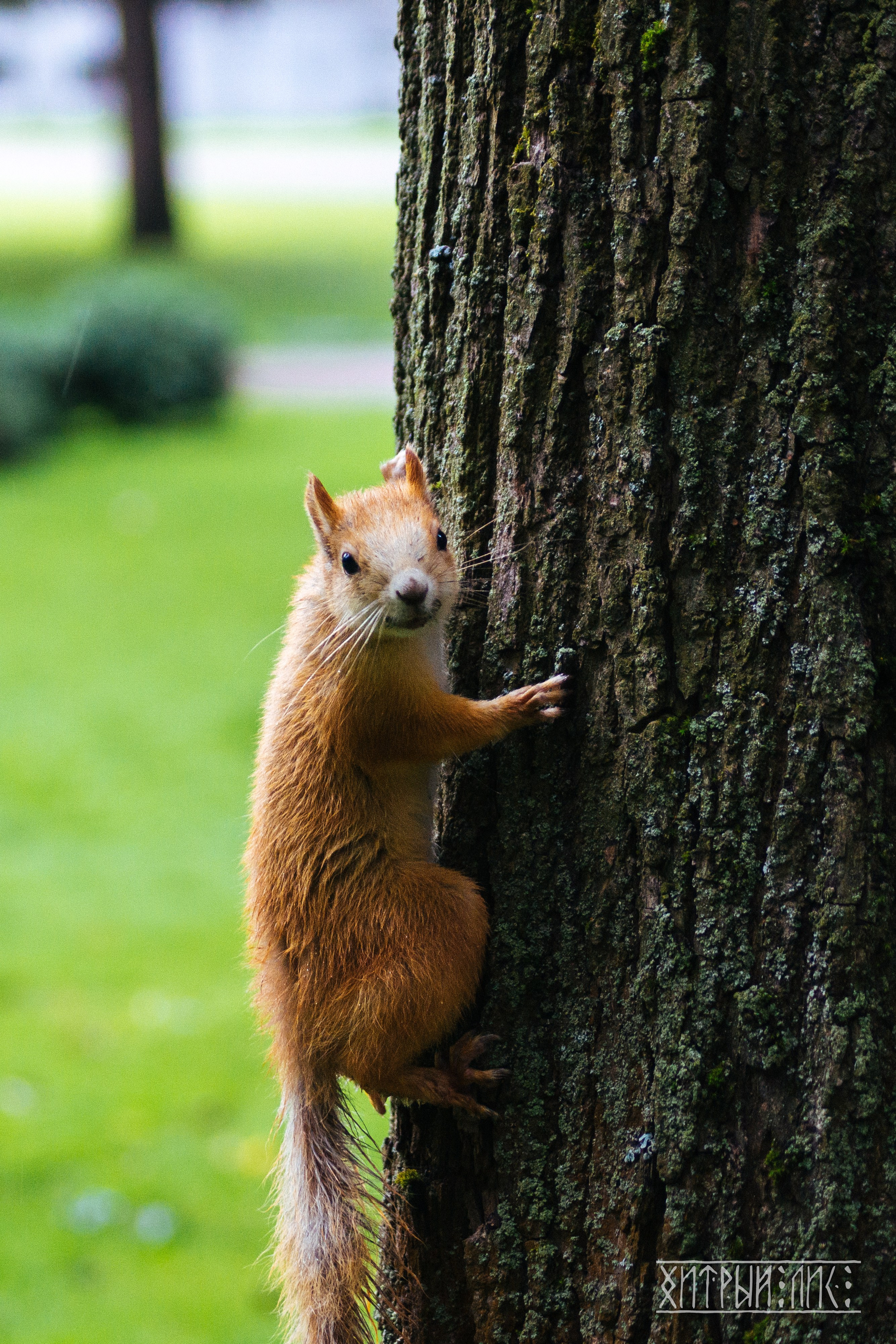 Беларусь. Фотограф-путешественник Самойлов Максим «Sly Fox»