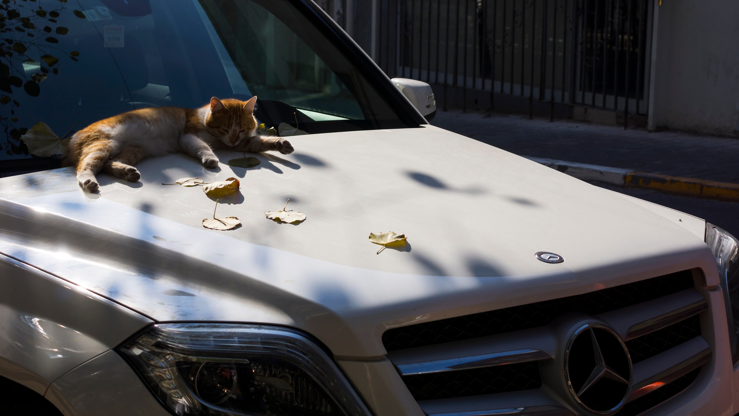 Стамбульские кошки. Фотограф-путешественник Самойлов Максим «Sly Fox»