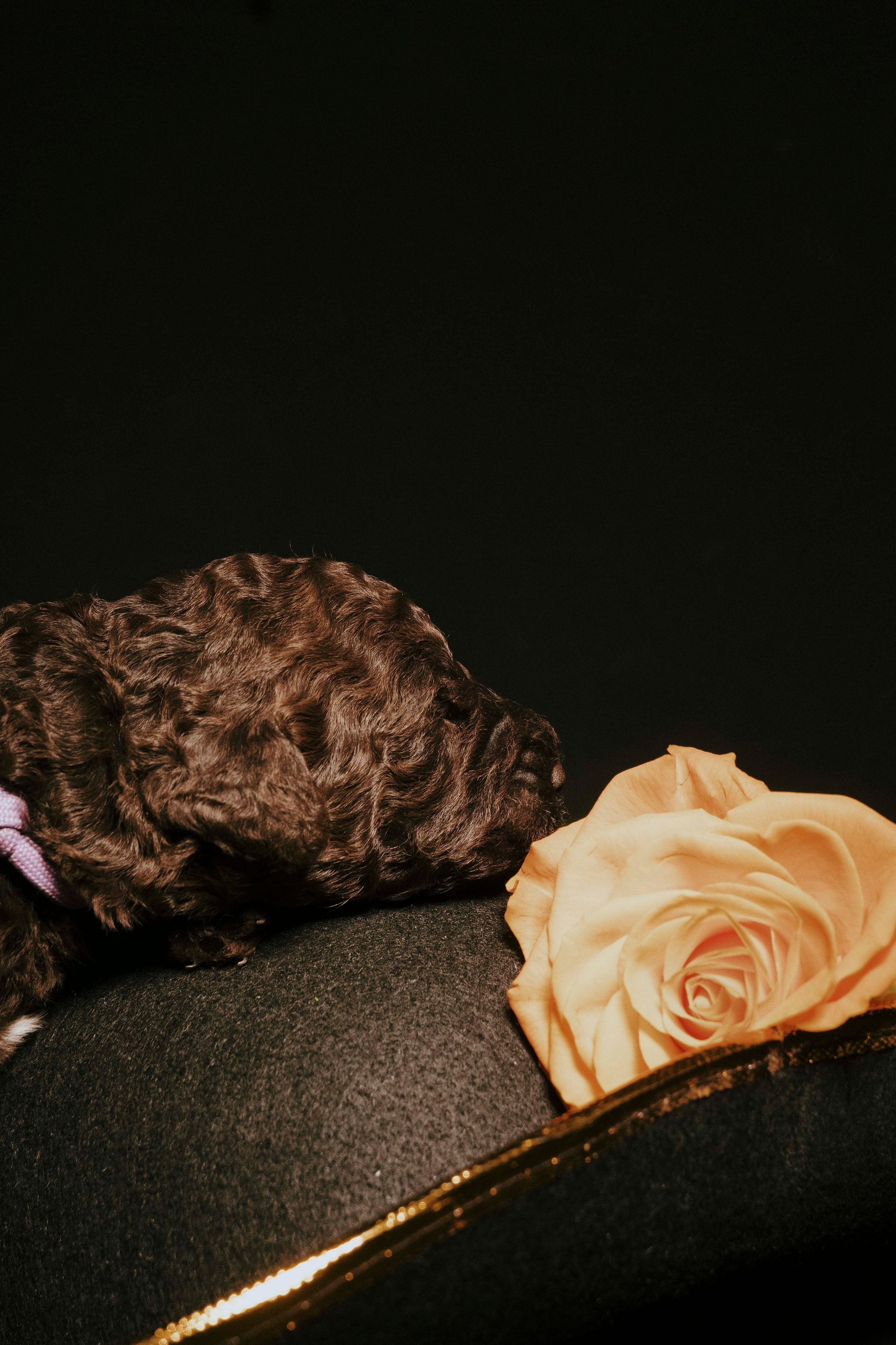 Испанские водяные. Фотограф- анималист Александра Матвеева