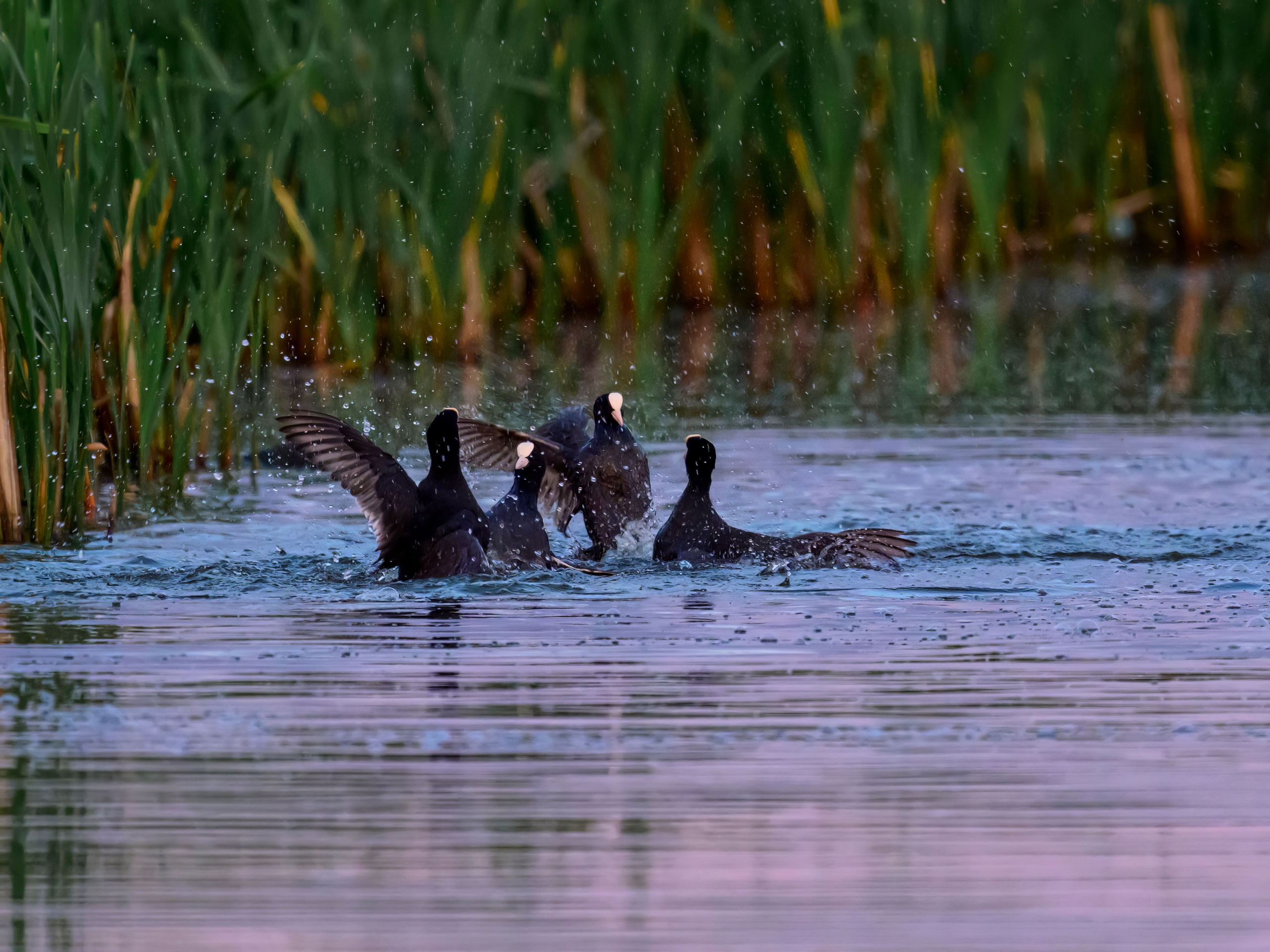 Драки лысух и лунь. Wildlife photography by Sergey Puponin