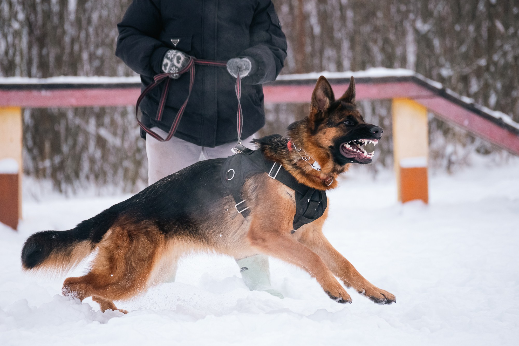 Репортажная съемка. Фотограф-анималист Нижний Новгород