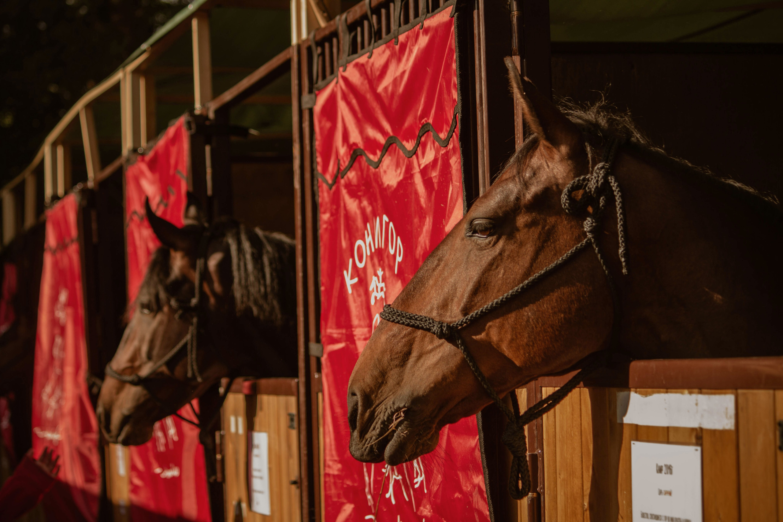 ИППОСФЕРА — Международная конная выставка. Создадим шедевр? Виталина и её фотоискусство