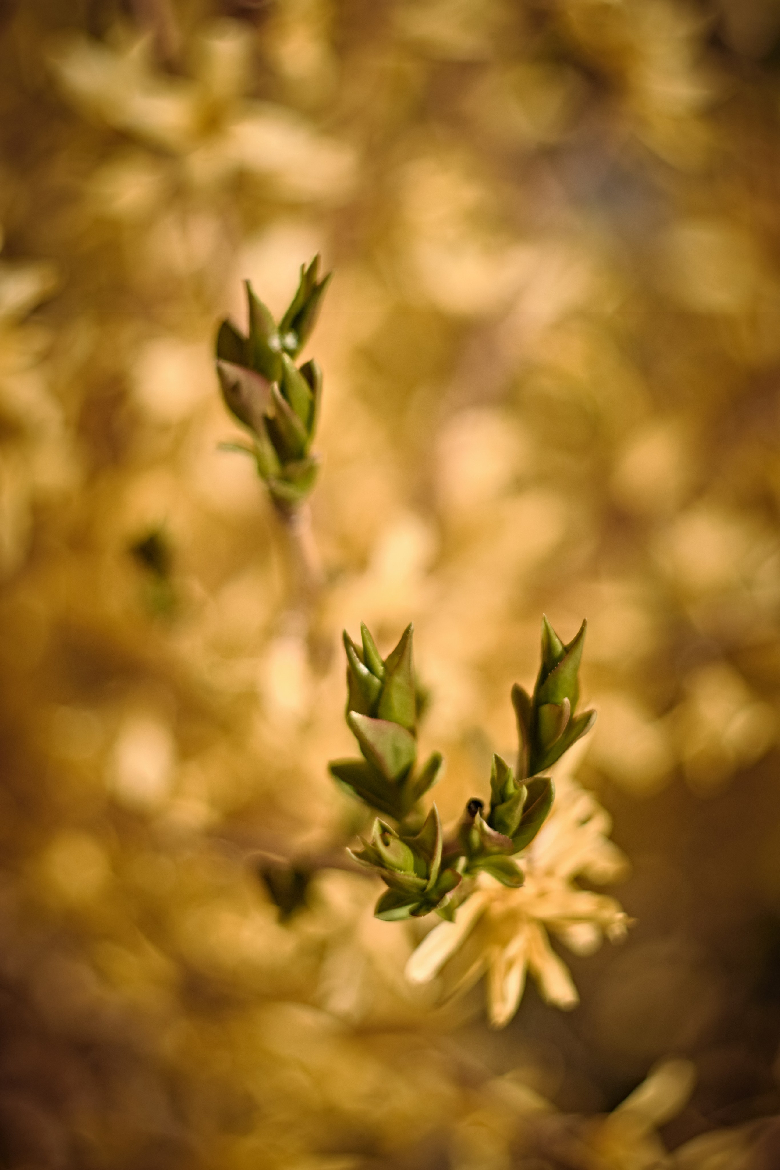 Цветочно-бокешные. Фотограф портретный архитектурный лавстори будуар Санкт-Петербург Виктор Иванов