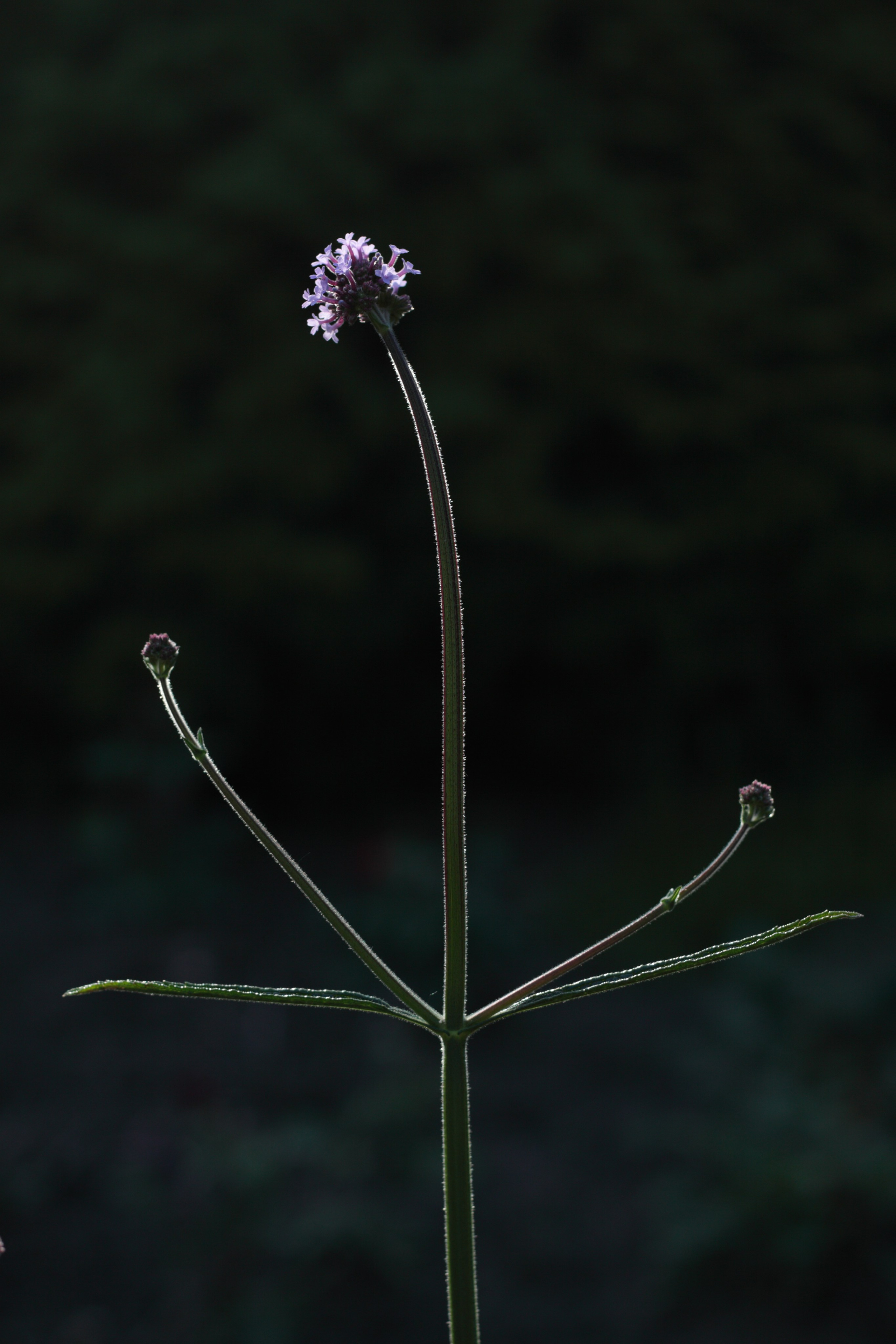 Старое природное, отбирала Katamount (Катерина Горохова). Главная