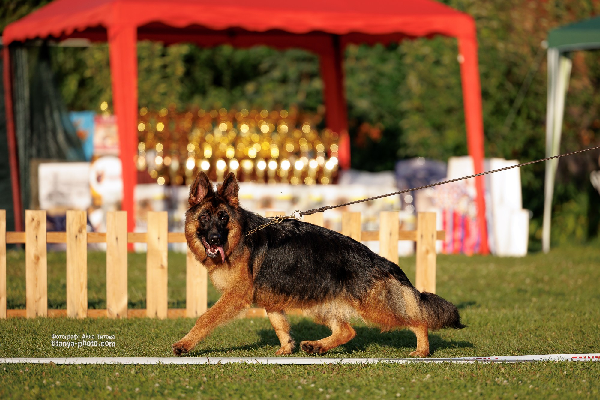 Немецкие овчарки: фото из рингов и вне ринга, мутпроба (фотографии с выставок). Фотограф собак, фотограф-анималист Аня Титова (Titanya). Москва