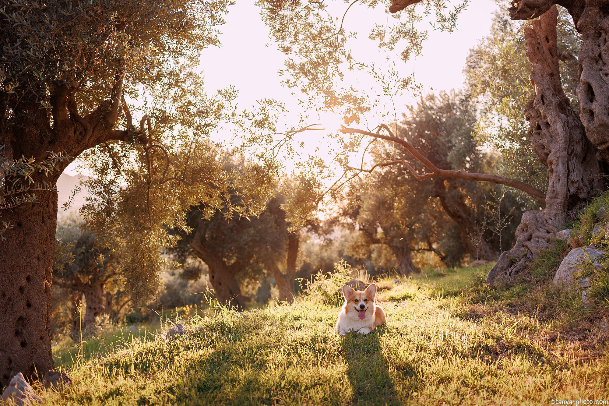 Фотография собак, фотограф-анималист Москва. Фотограф собак, фотограф-анималист Аня Титова (Titanya). Москва