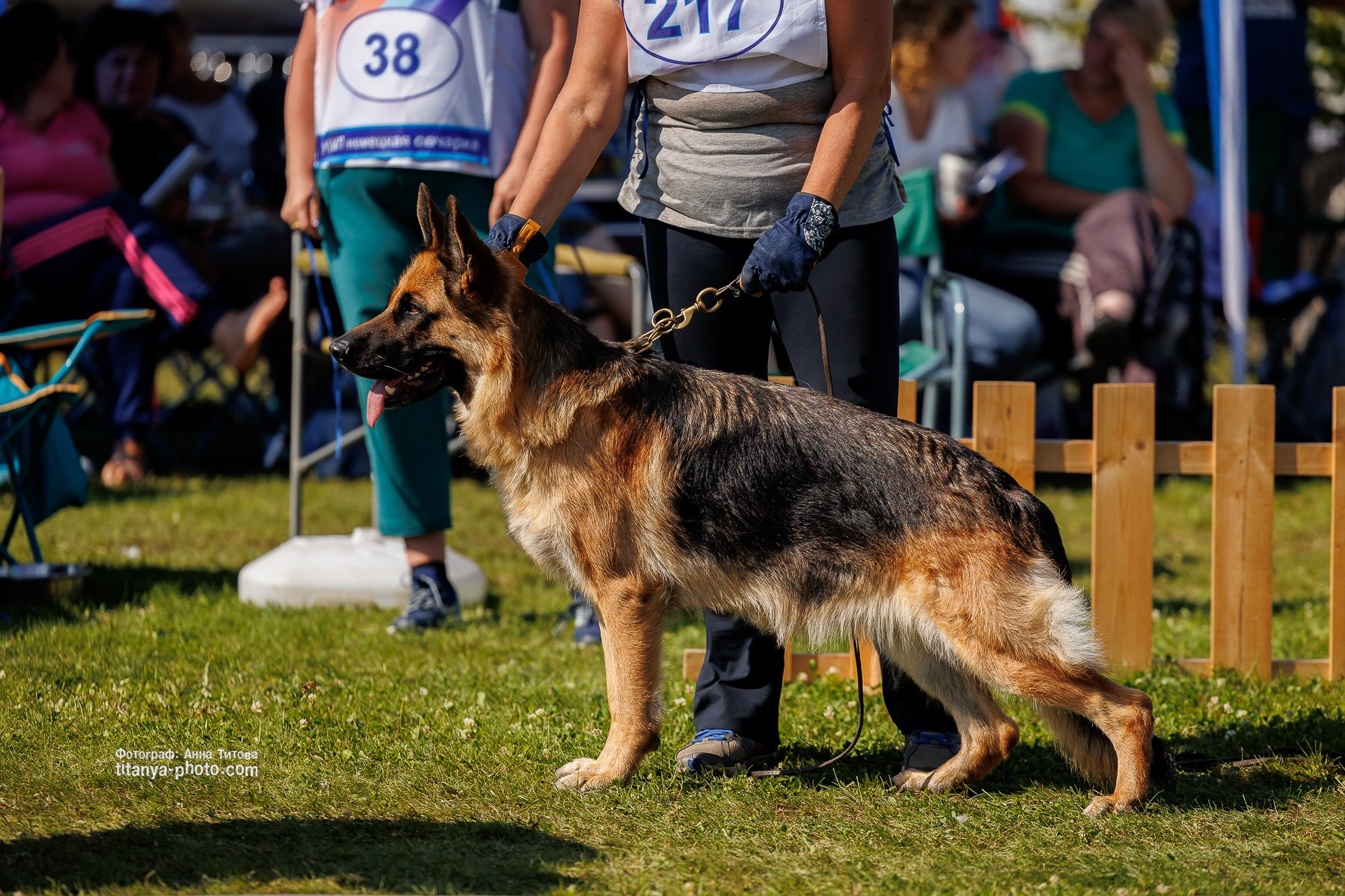 Немецкие овчарки: фото из рингов и вне ринга, мутпроба (фотографии с выставок). Фотограф собак, фотограф-анималист Аня Титова (Titanya). Москва