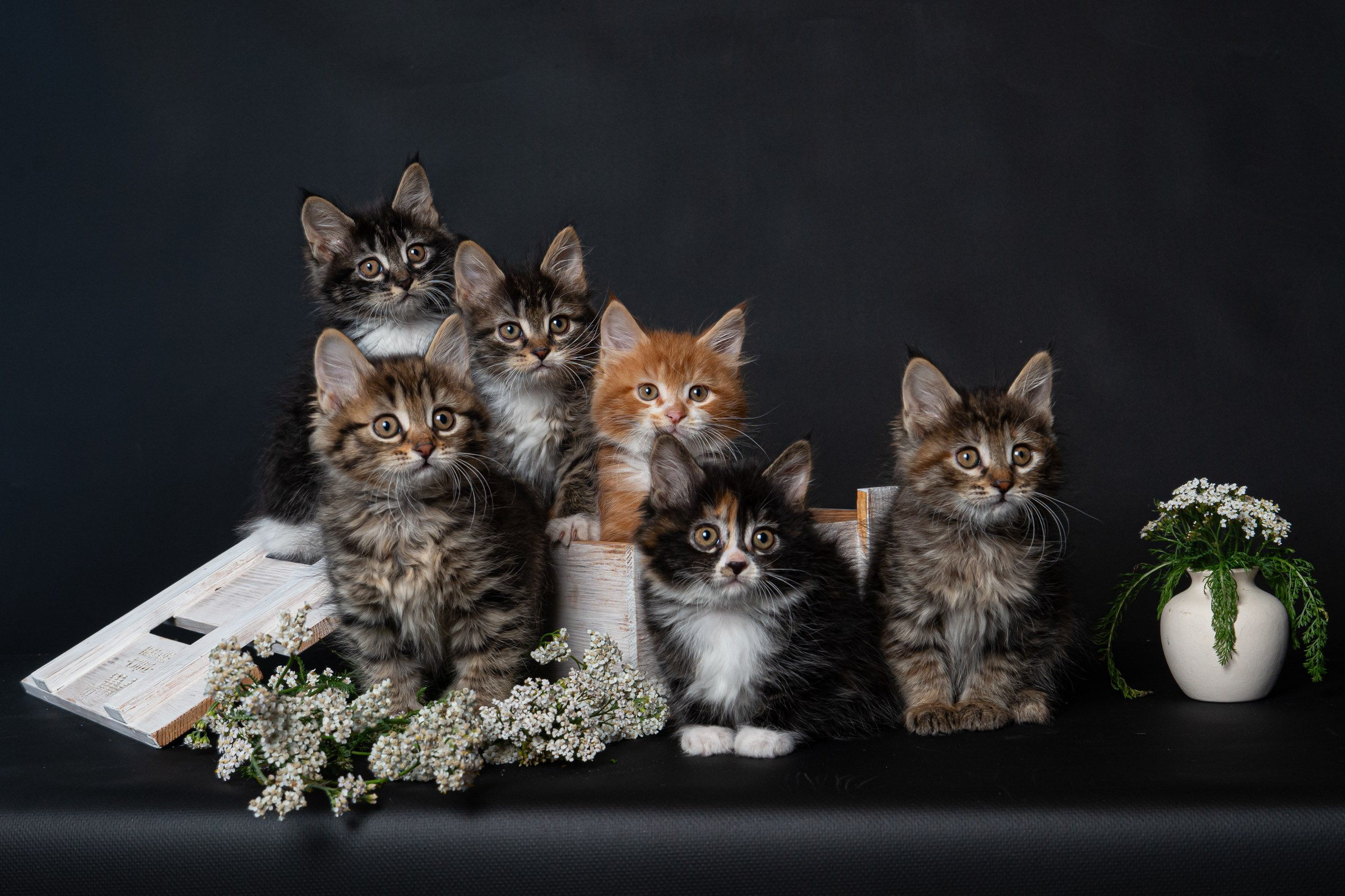 Курильский бобтейл. Фотограф на Камчатке Анна Моргачёва. Семейные и детские съёмки