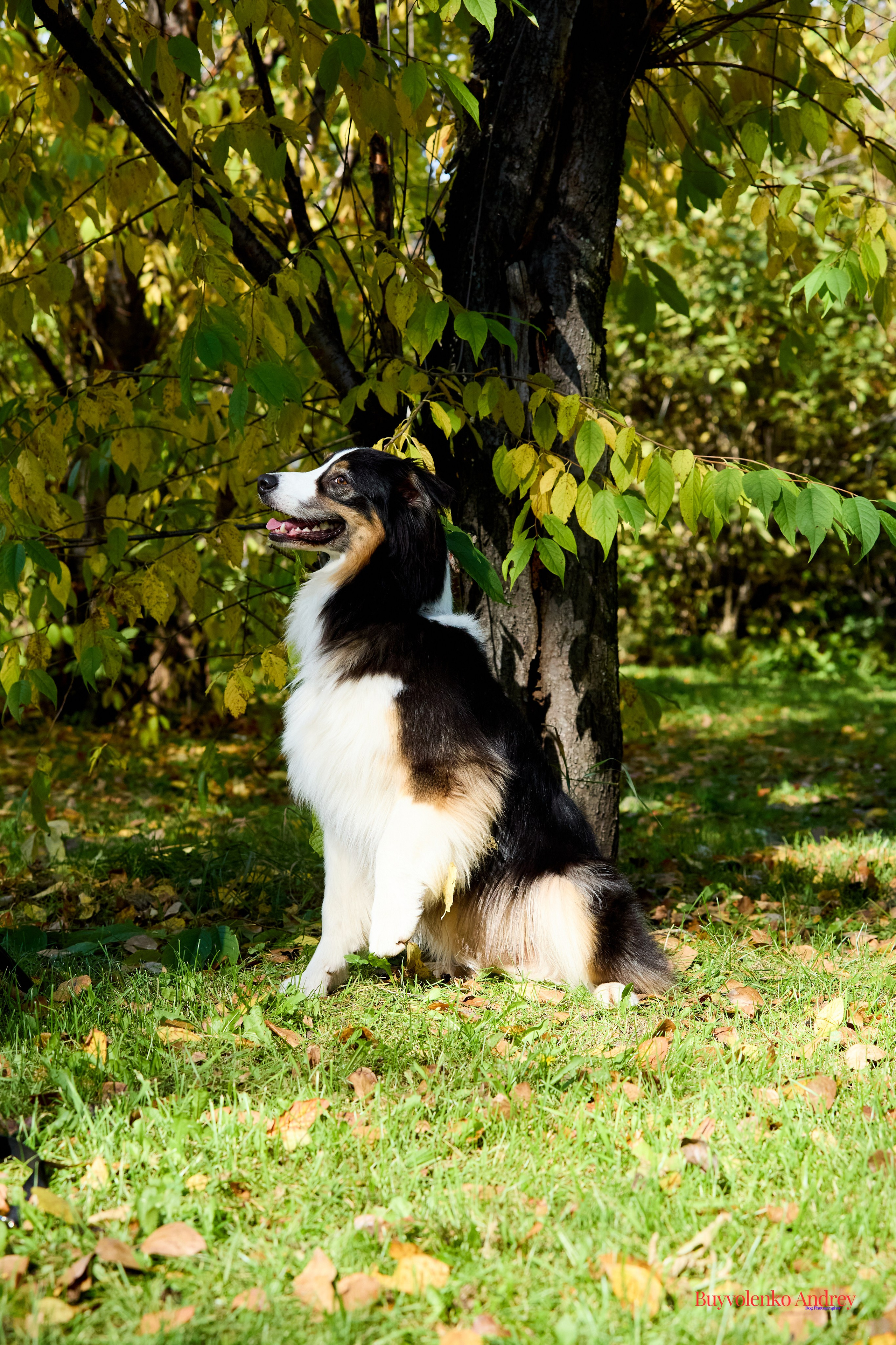 Басенджи и Аусси 21.09.2025. Buyvolenko Andrey