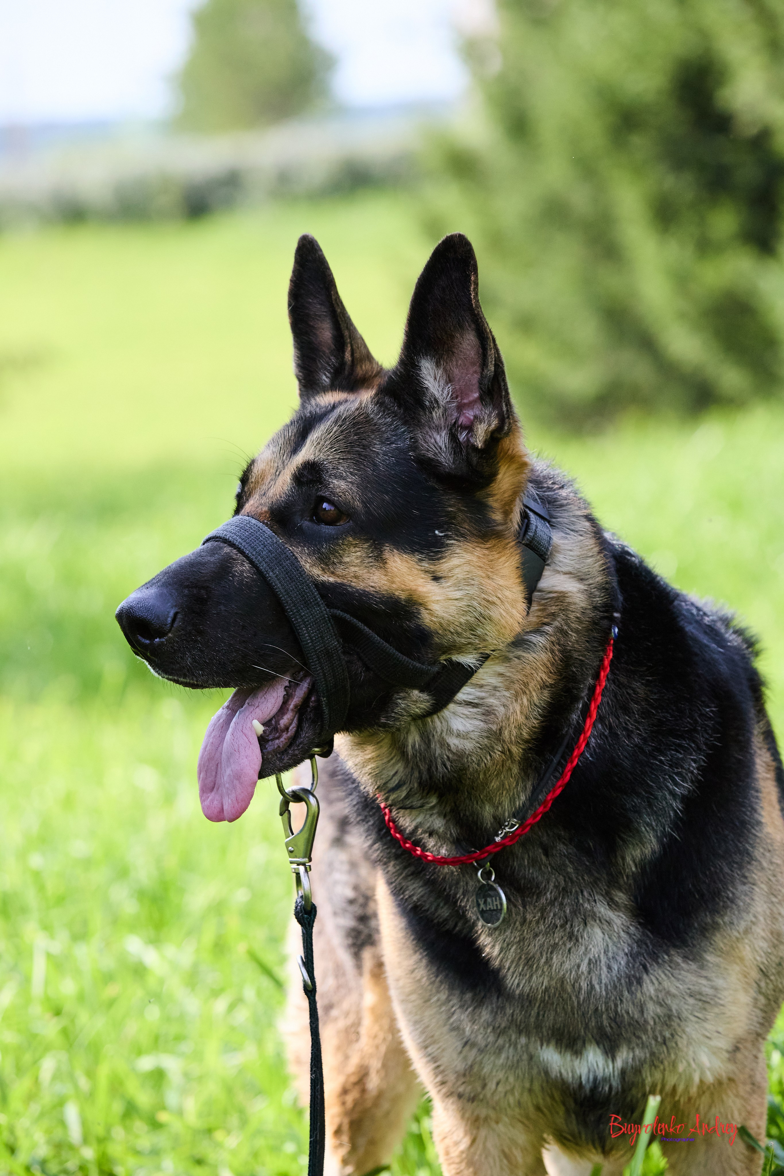 Проект фотопрогулка с хвостиком. Buyvolenko Andrey