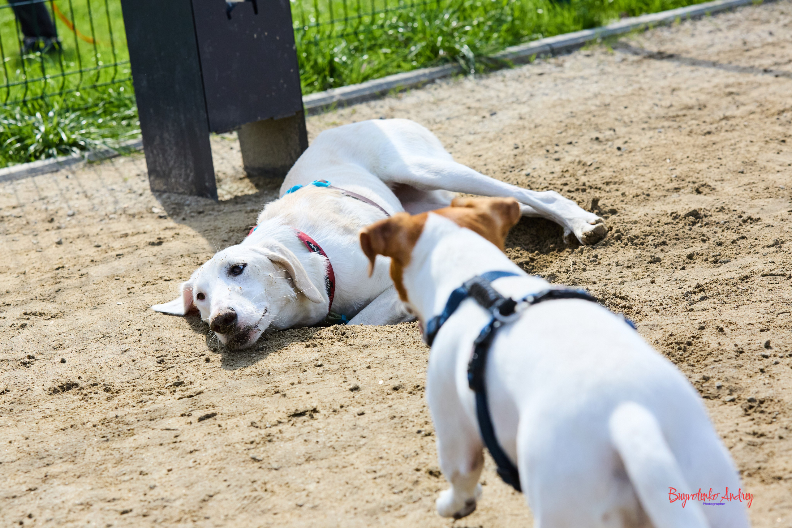 Проект фотопрогулка с хвостиком. Buyvolenko Andrey