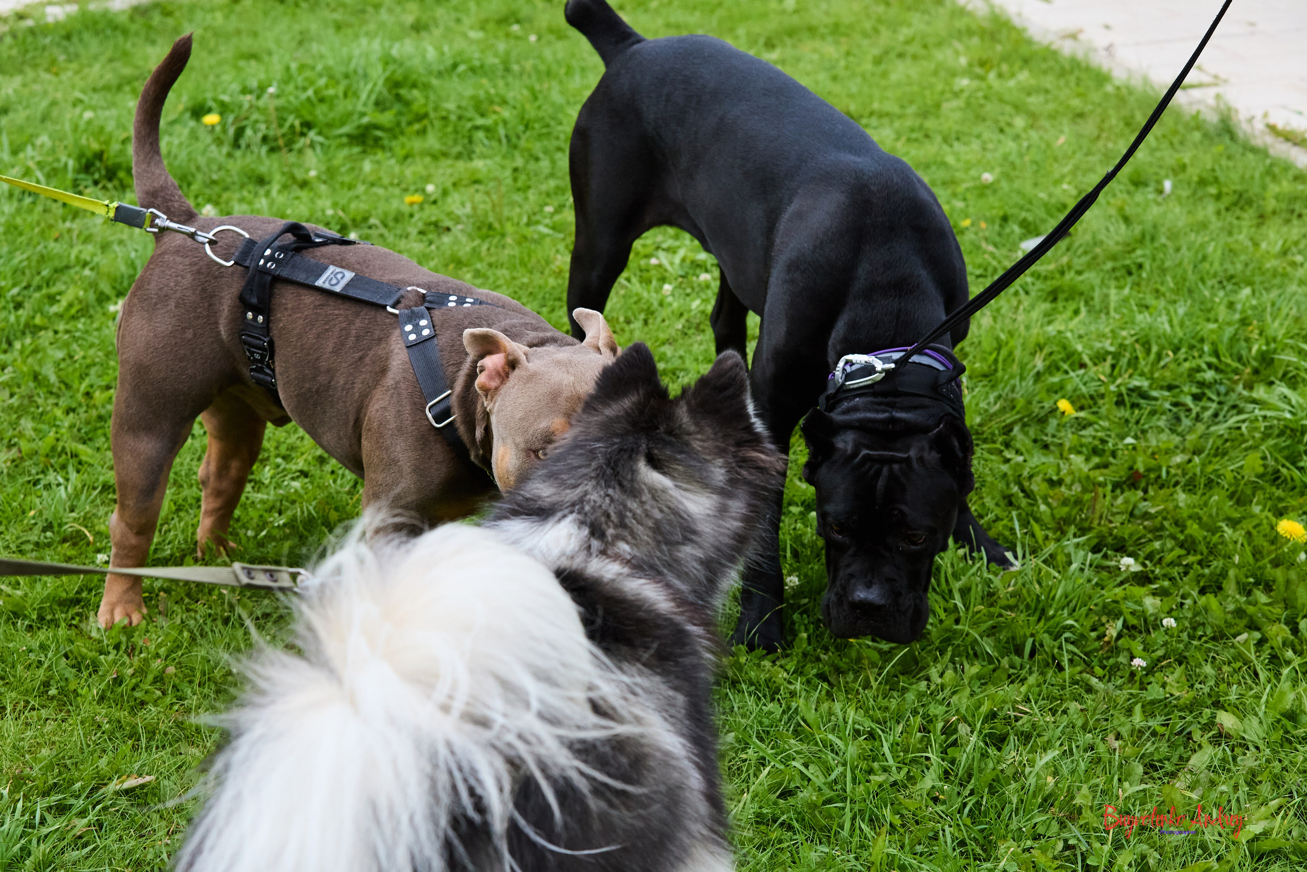 Проект фотопрогулка с хвостиком. Buyvolenko Andrey