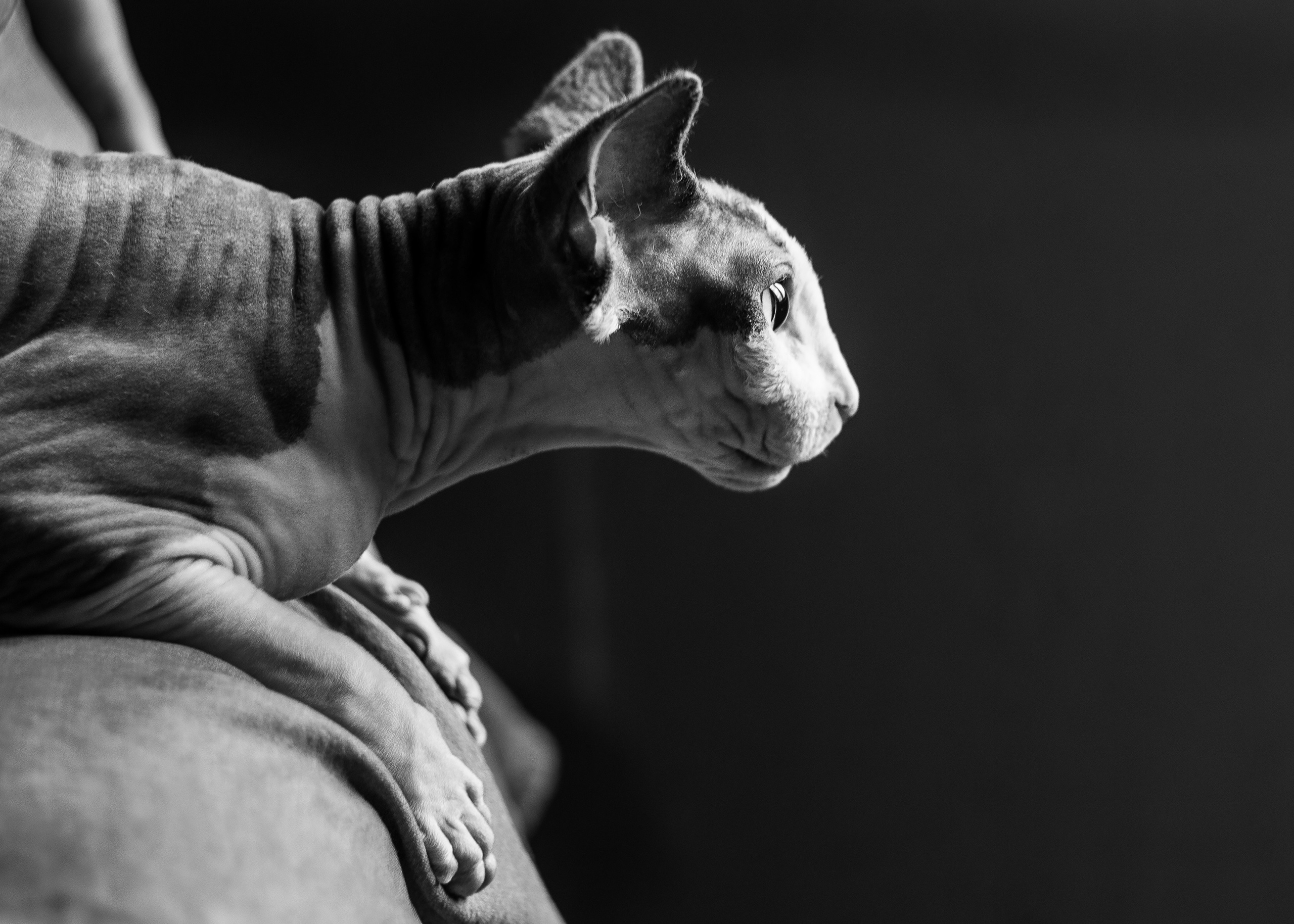 Красавица и Григорий. Семьи, портреты, школьные съемки. Фотограф Лагутина Елена. Москва