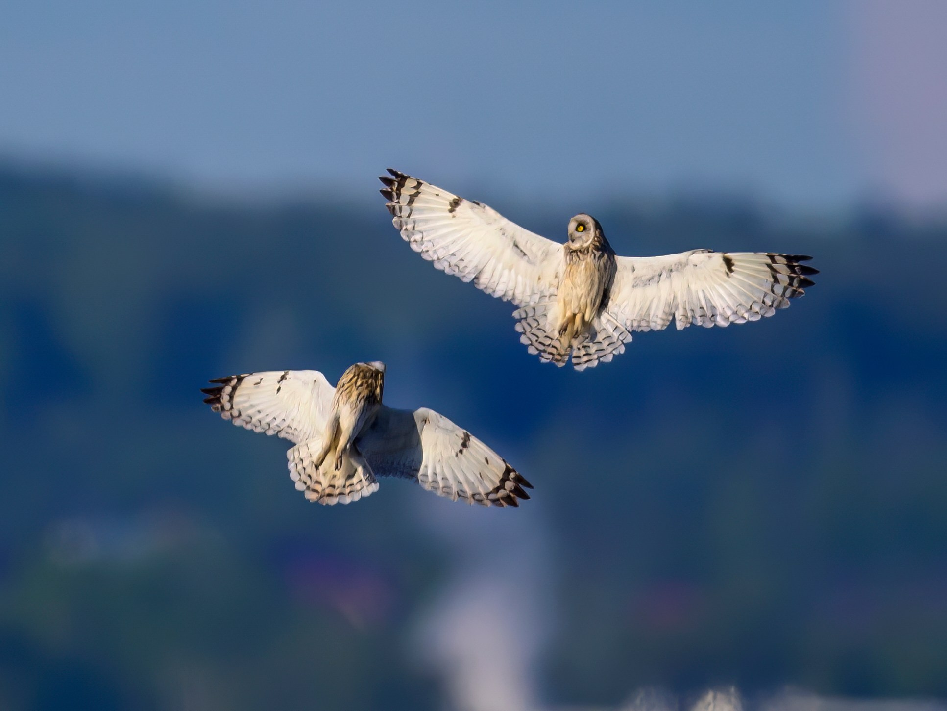 Short eared owl. Wildlife photography by Sergey Puponin