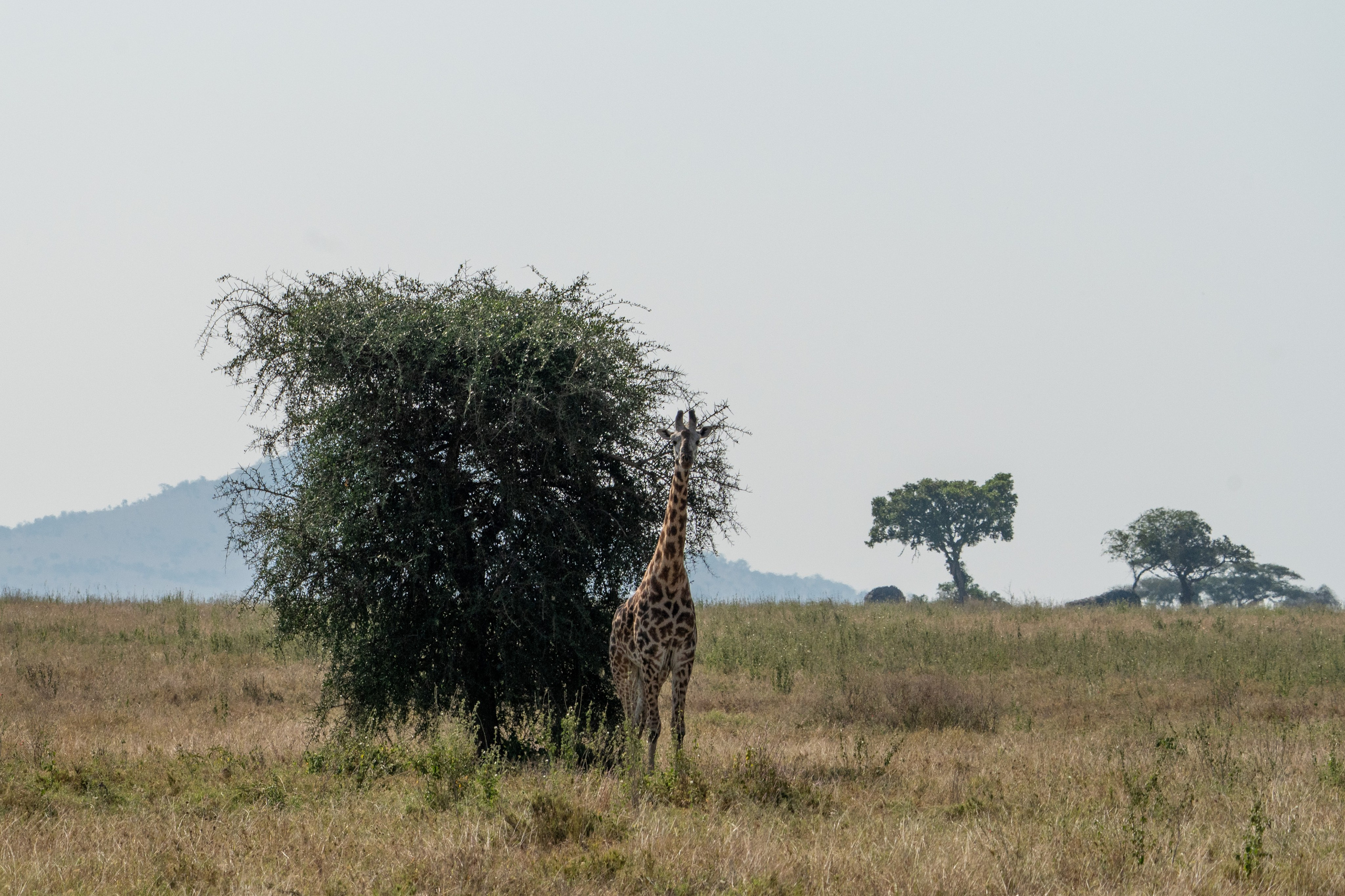 Танзания, сафари, 2025. Творческие сьемки