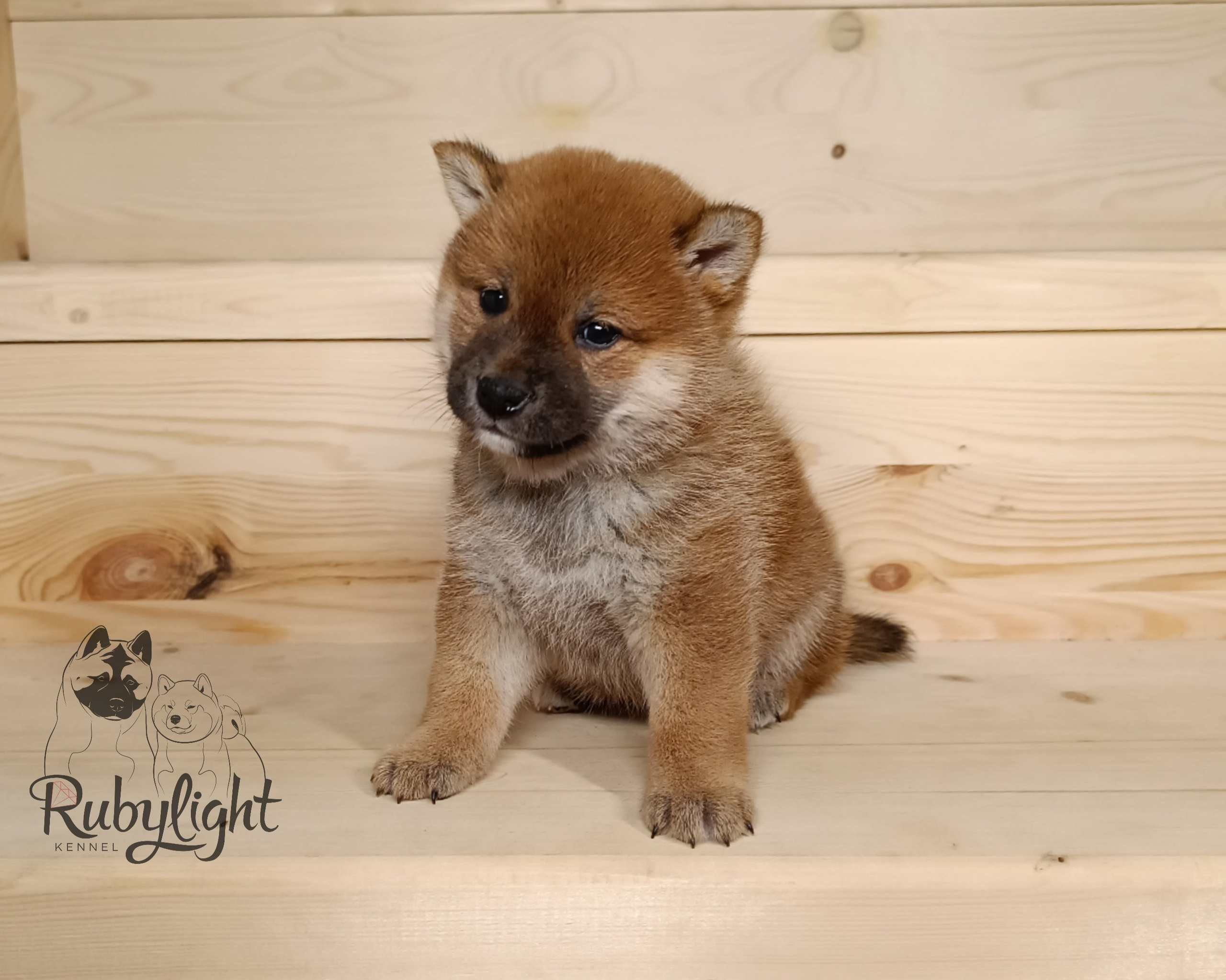 Сиба Rubylight Ellis питомник Рубилайт 