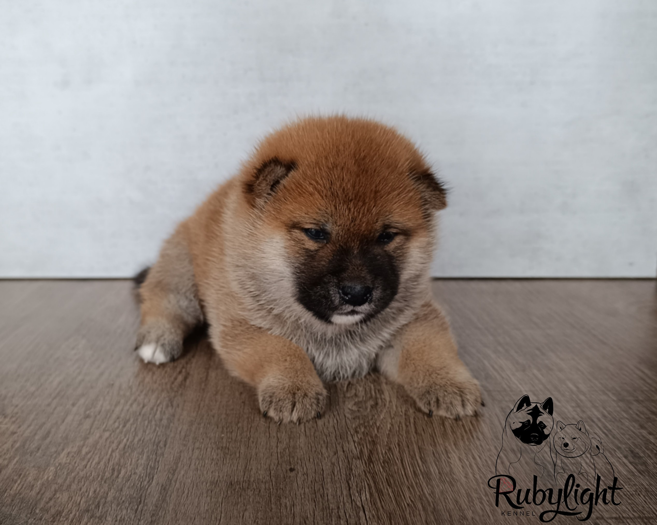 Сиба Rubylight Ellis питомник Рубилайт 