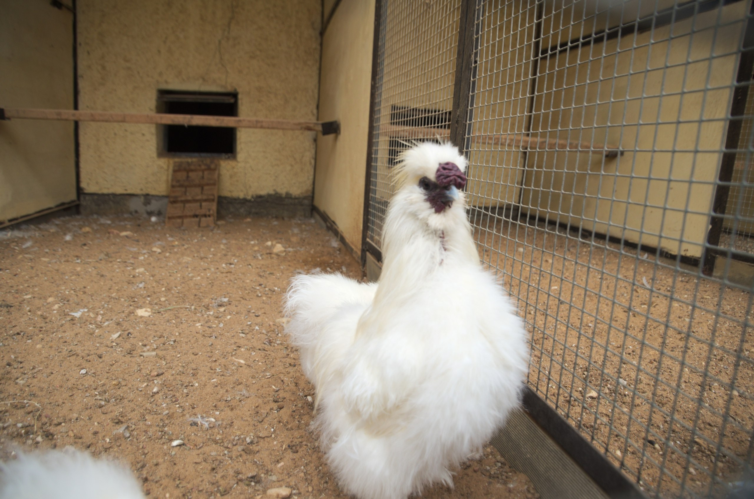 Боровск и парк птиц «Воробьи» | 17.09.2017. Галерея Фантим